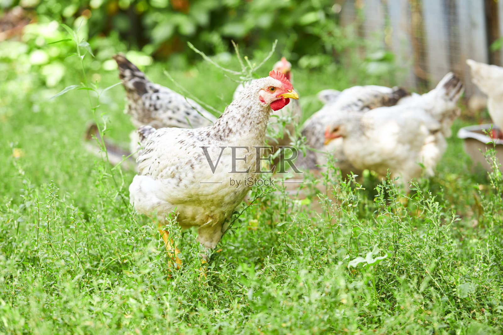 绿草背景上的一群小鸡。户外。养鸡场的概念照片摄影图片