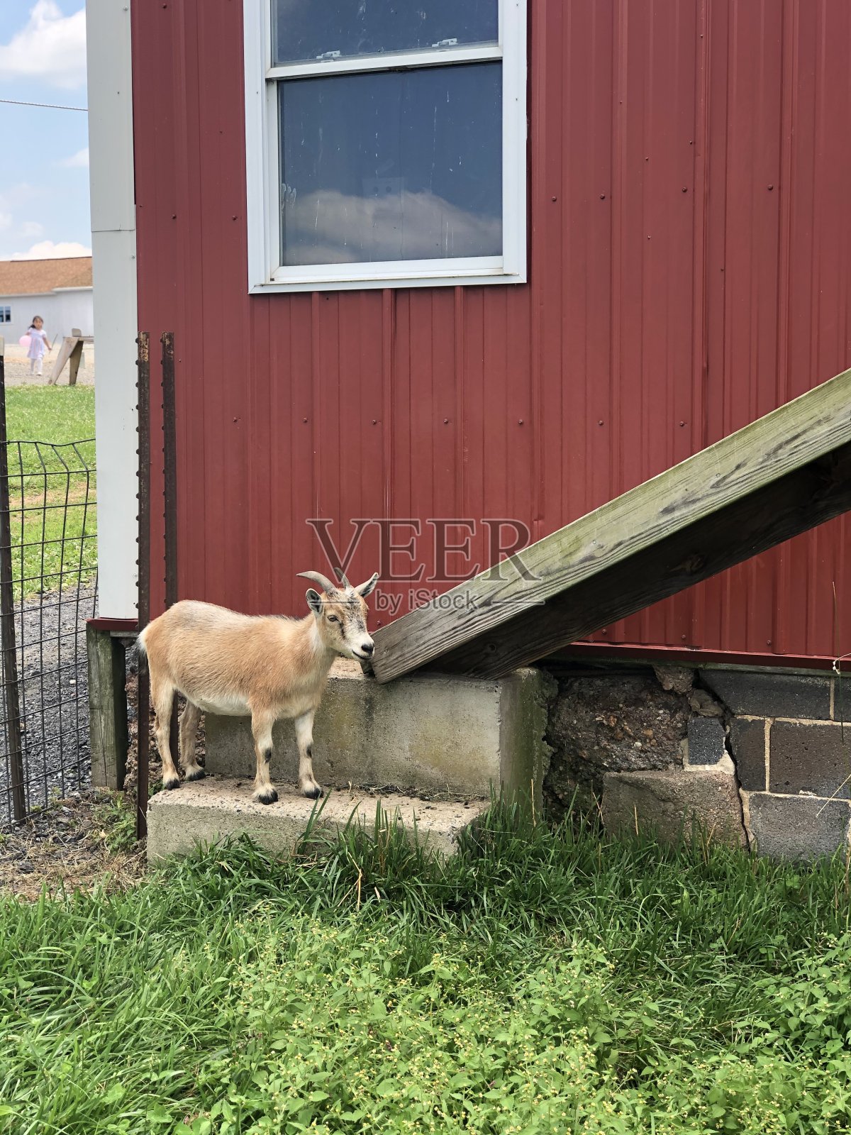 一只山羊照片摄影图片