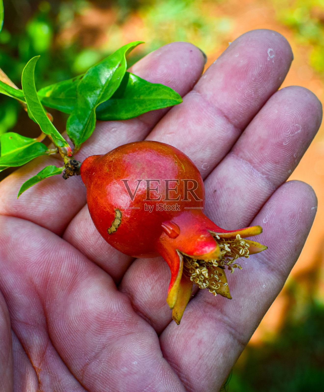 手掌上的红石榴。近距离图像是看起来美丽的绿叶。照片摄影图片