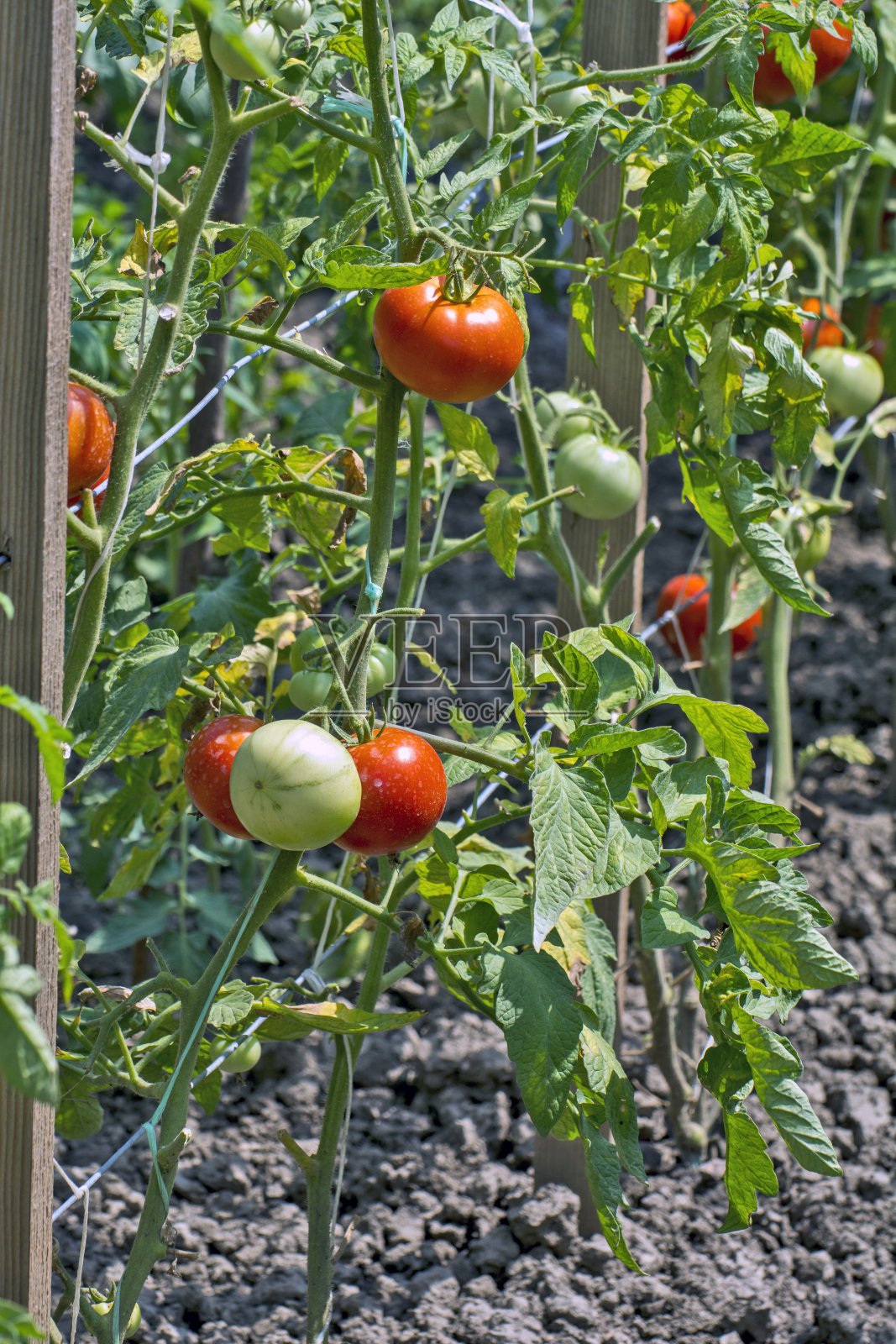 茎上的番茄照片摄影图片