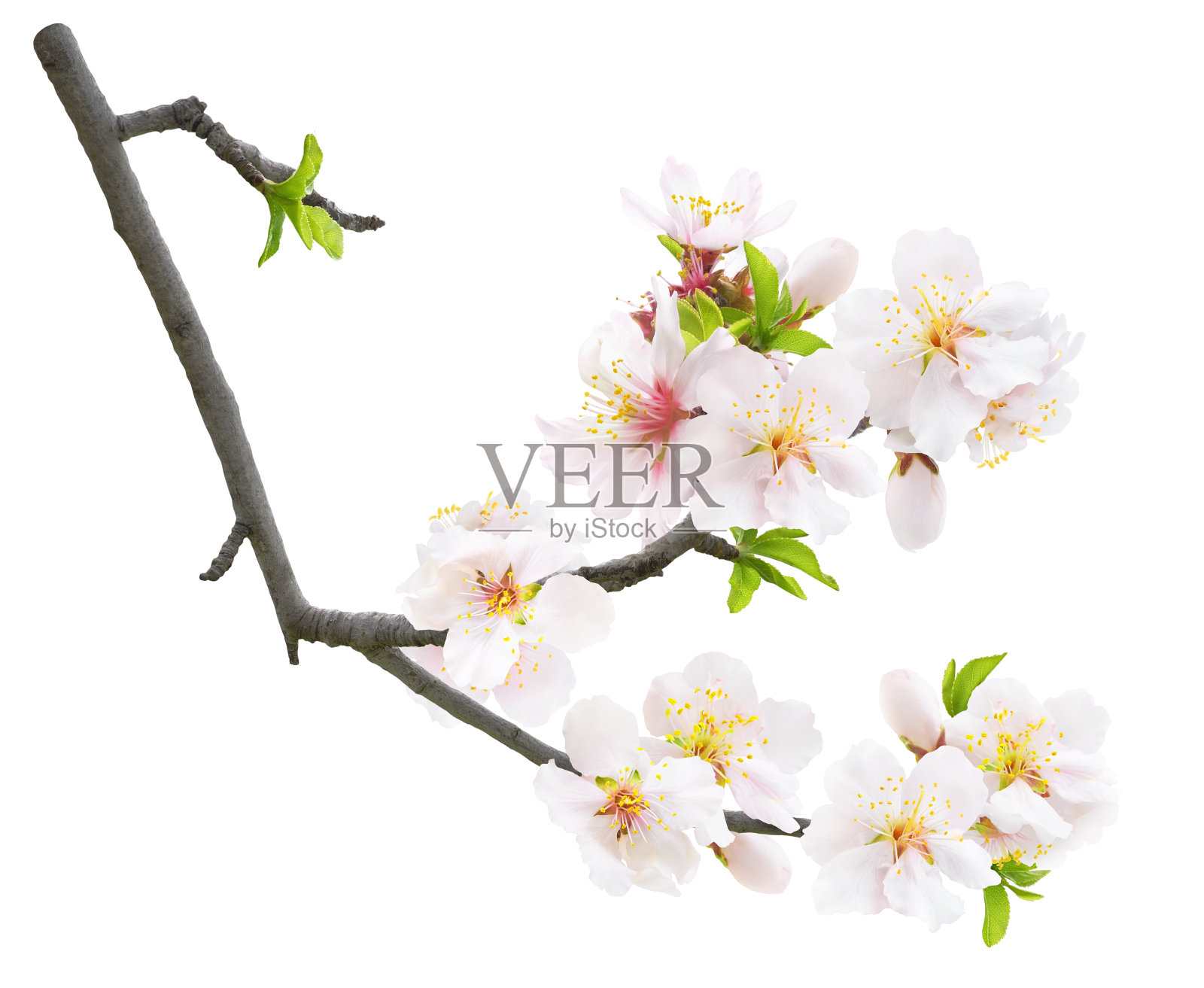 杏树的孤立分枝，有花照片摄影图片