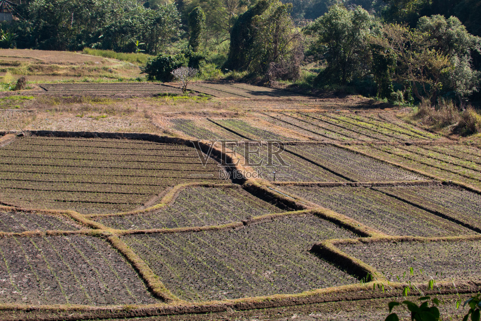 稻田，泰国的稻田照片摄影图片