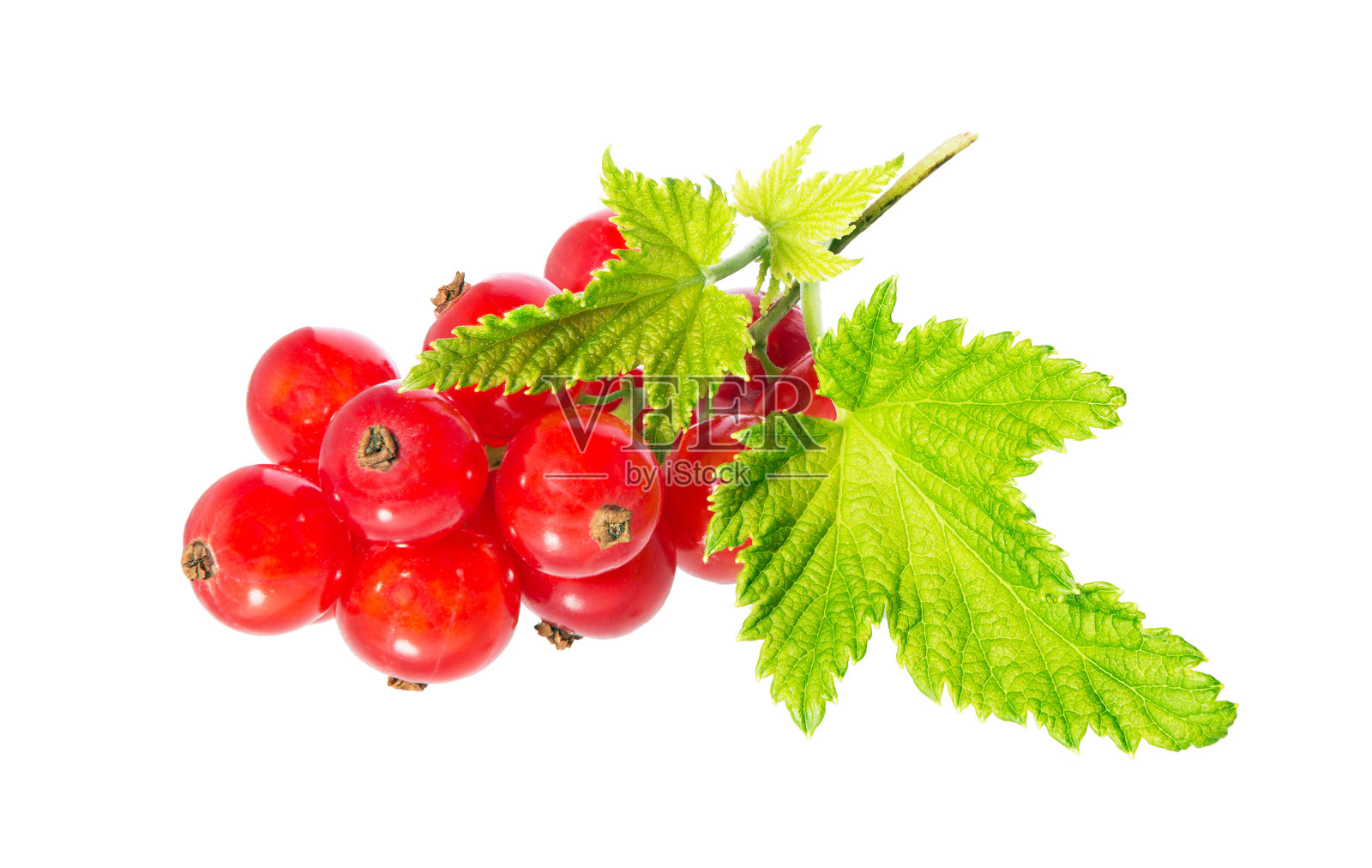 醋栗。红醋栗的分枝，叶子孤立在白色背景上。照片摄影图片