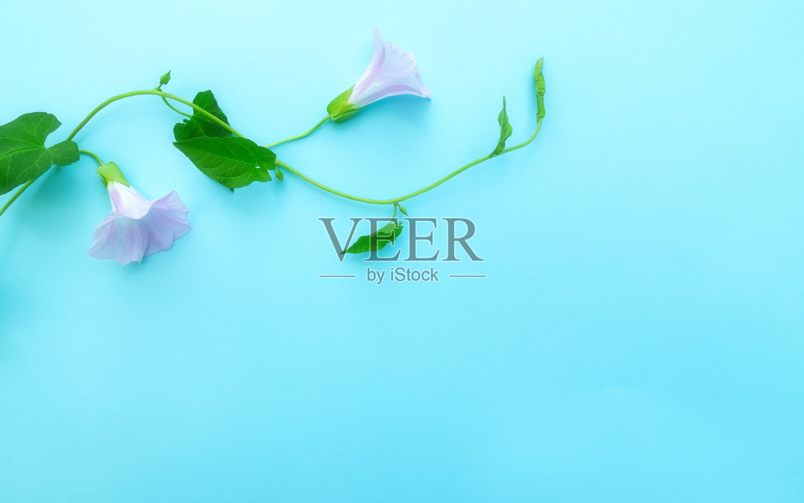 盛开的牵牛花在浅蓝色的背景照片摄影图片