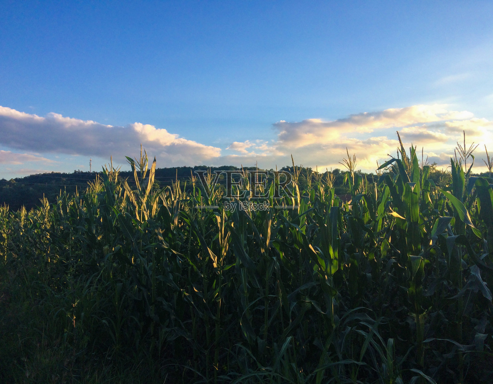 乡村风景下的白云。田野和乡村景观。自然景观。麦田里的日落景观。户外旅游景观。景观。大自然。旅行。绿地景观照片摄影图片