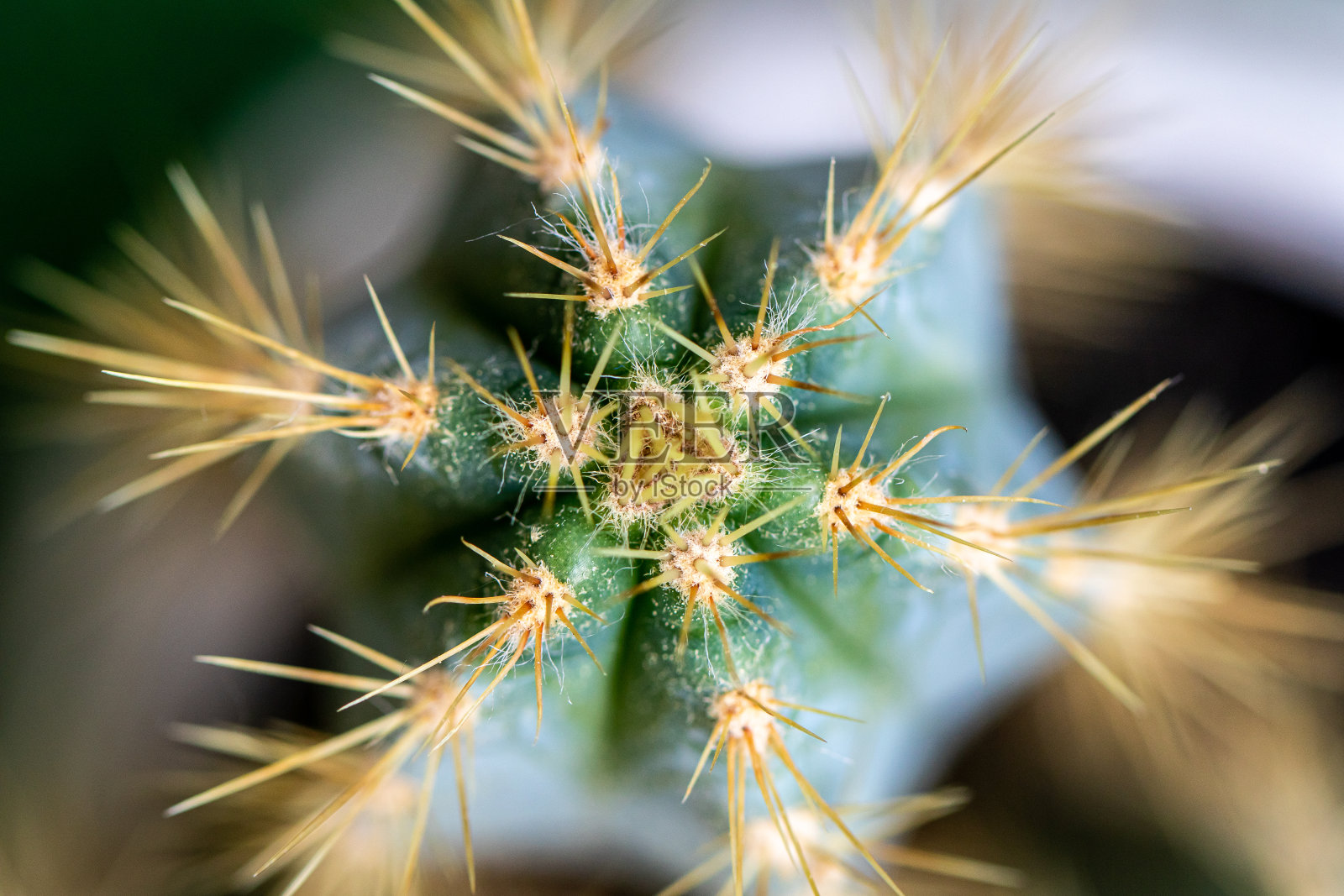 仙人掌照片摄影图片