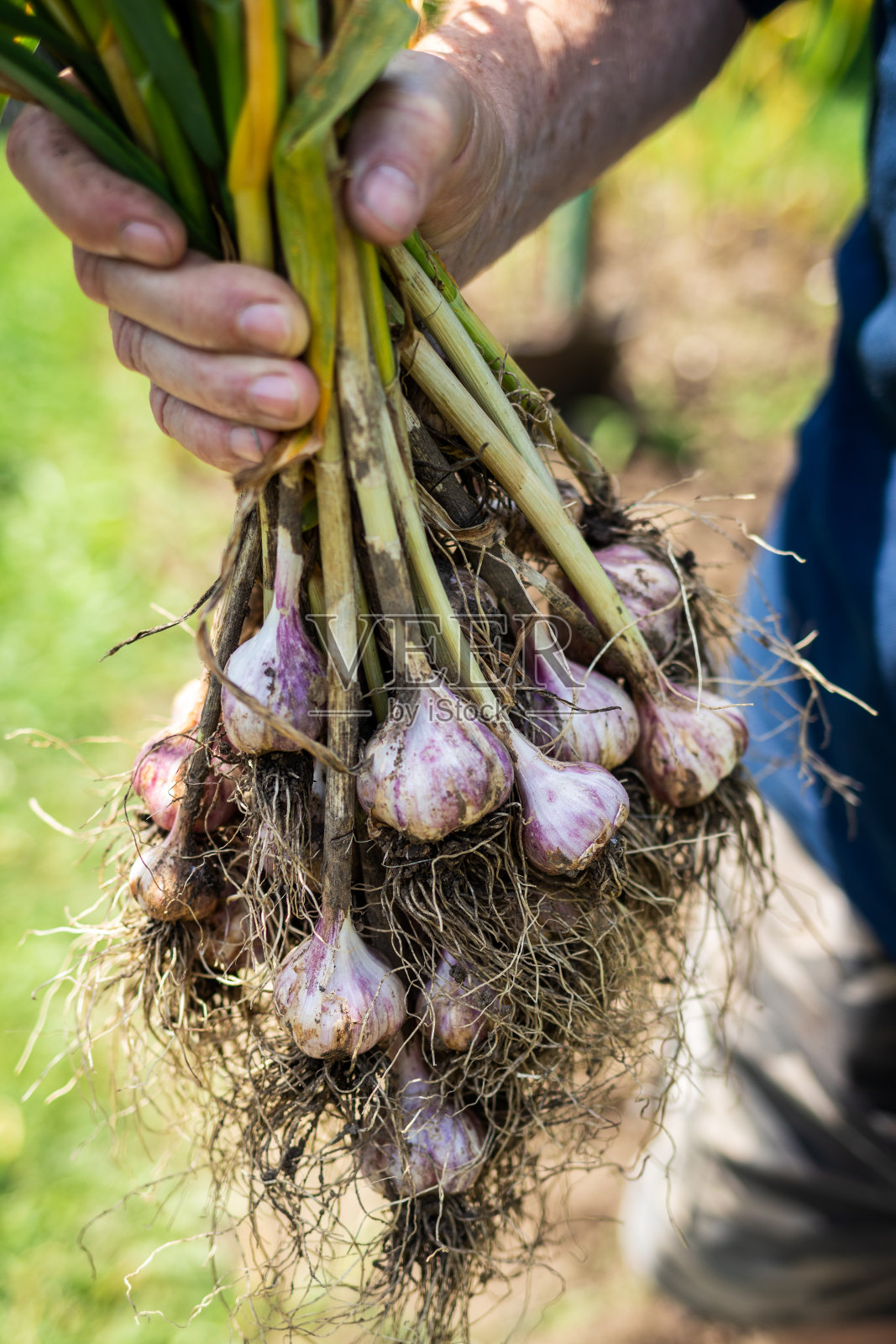 农民手中的大蒜照片摄影图片