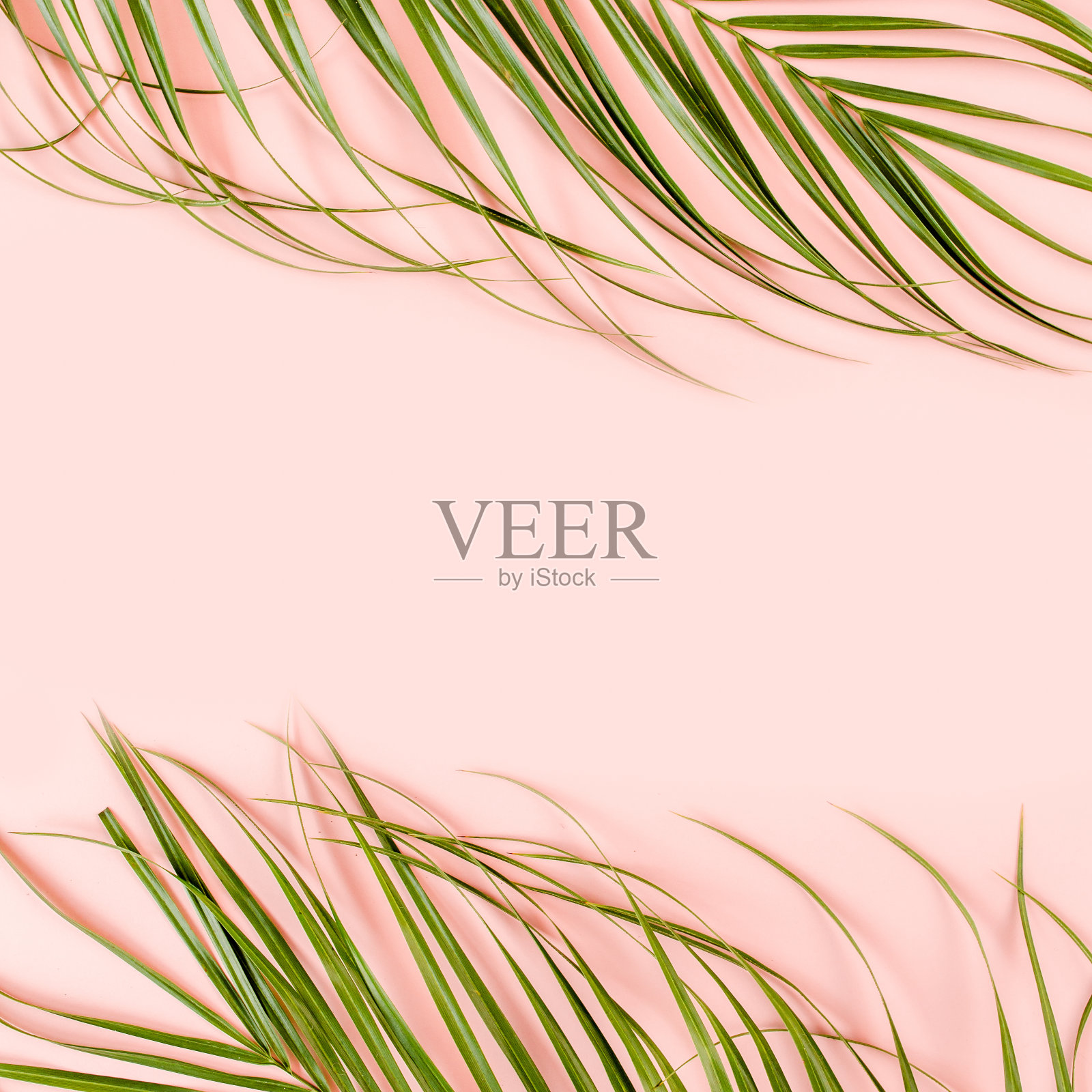 粉红色背景上的热带棕榈叶。平躺，俯视图最小的概念照片摄影图片