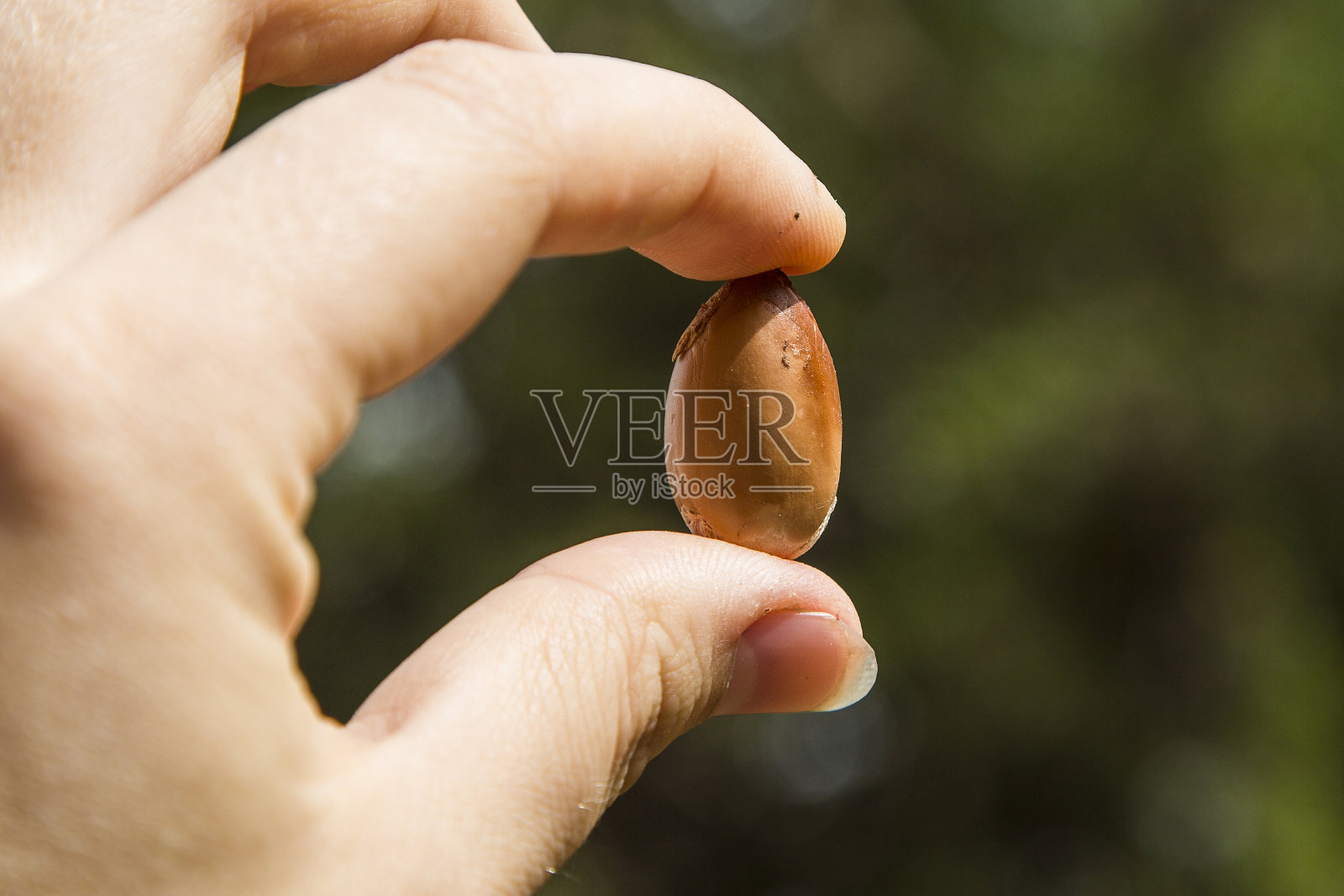 阿甘果在手，特写照片摄影图片