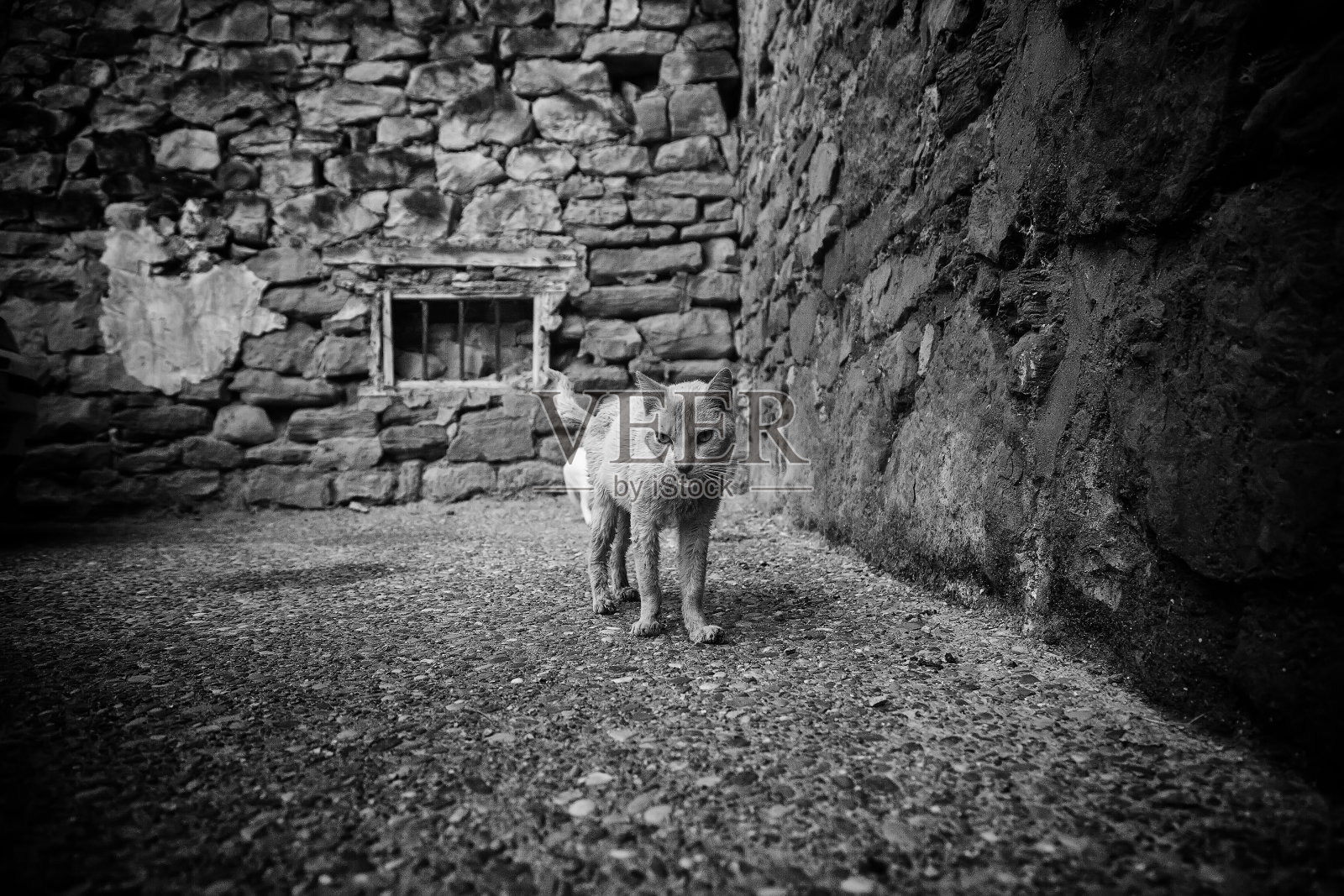 街猫吃照片摄影图片