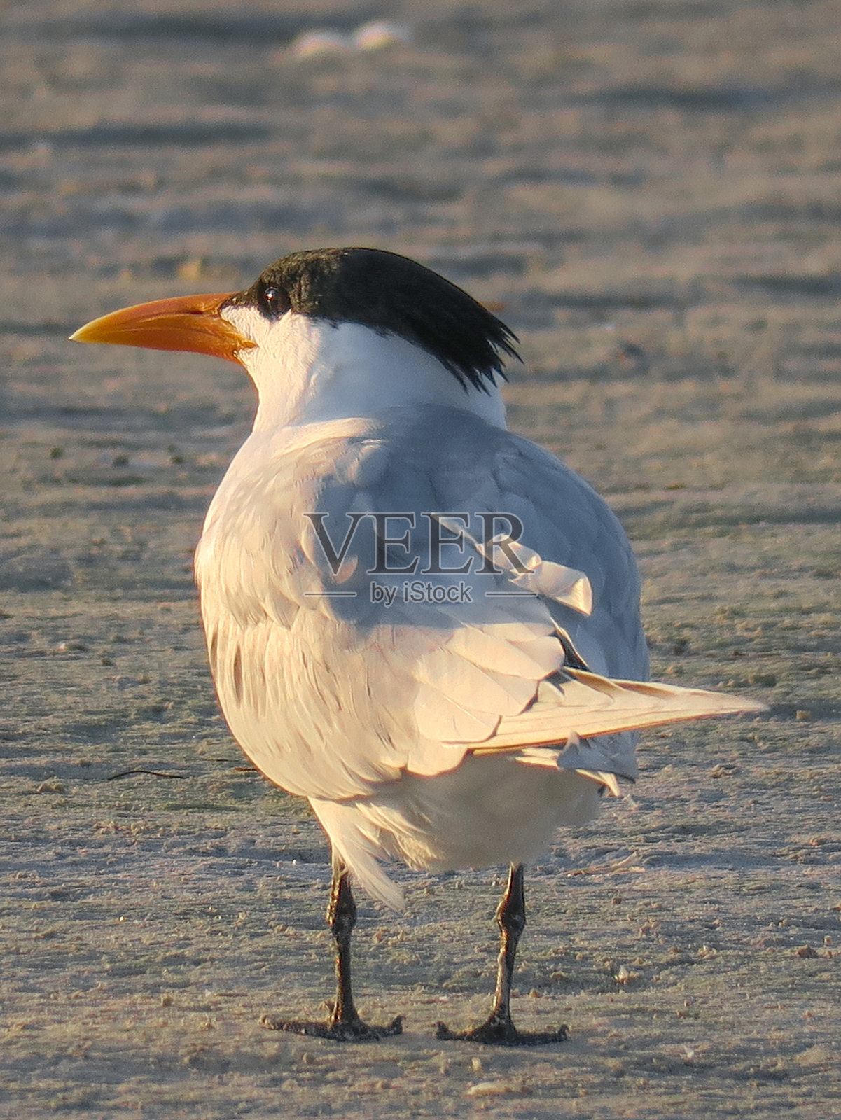 日出时的皇家燕鸥照片摄影图片