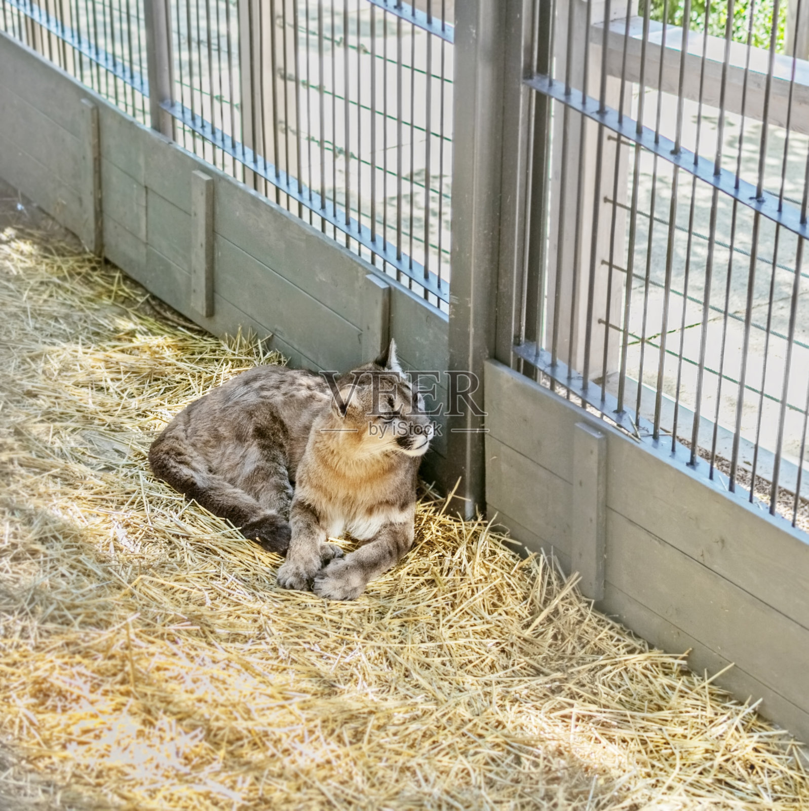 彪马在笼子里照片摄影图片