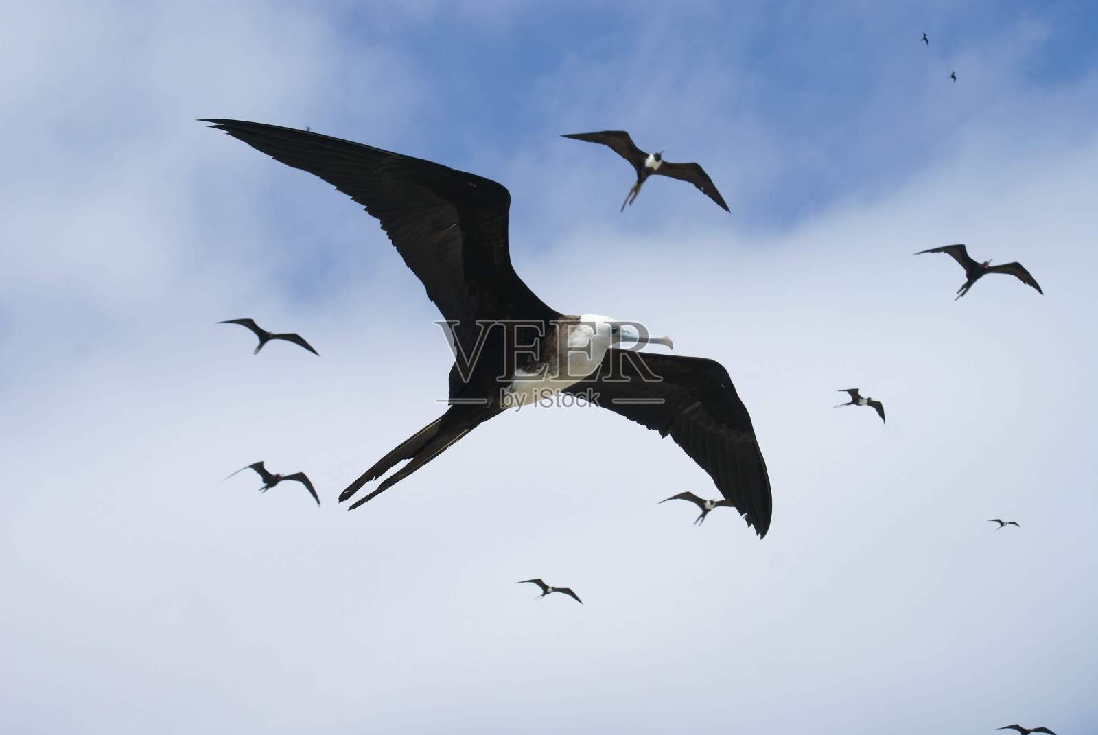 鸟照片摄影图片