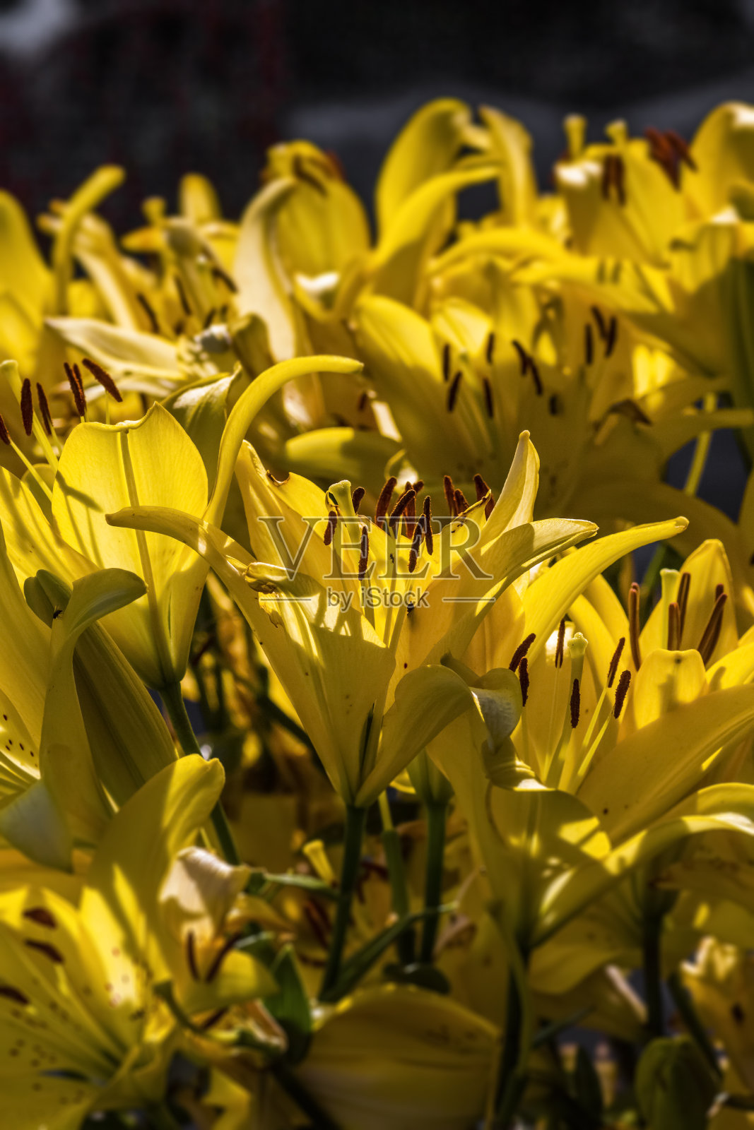 黄色百合花照片摄影图片