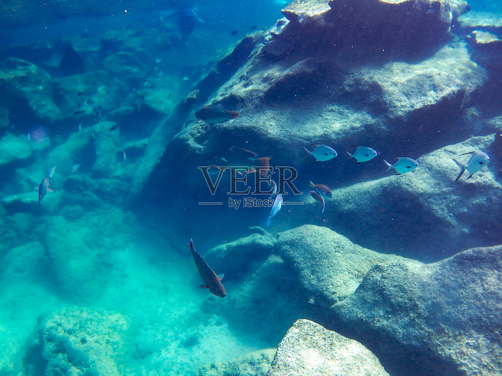 加勒比地区的鱼类照片摄影图片