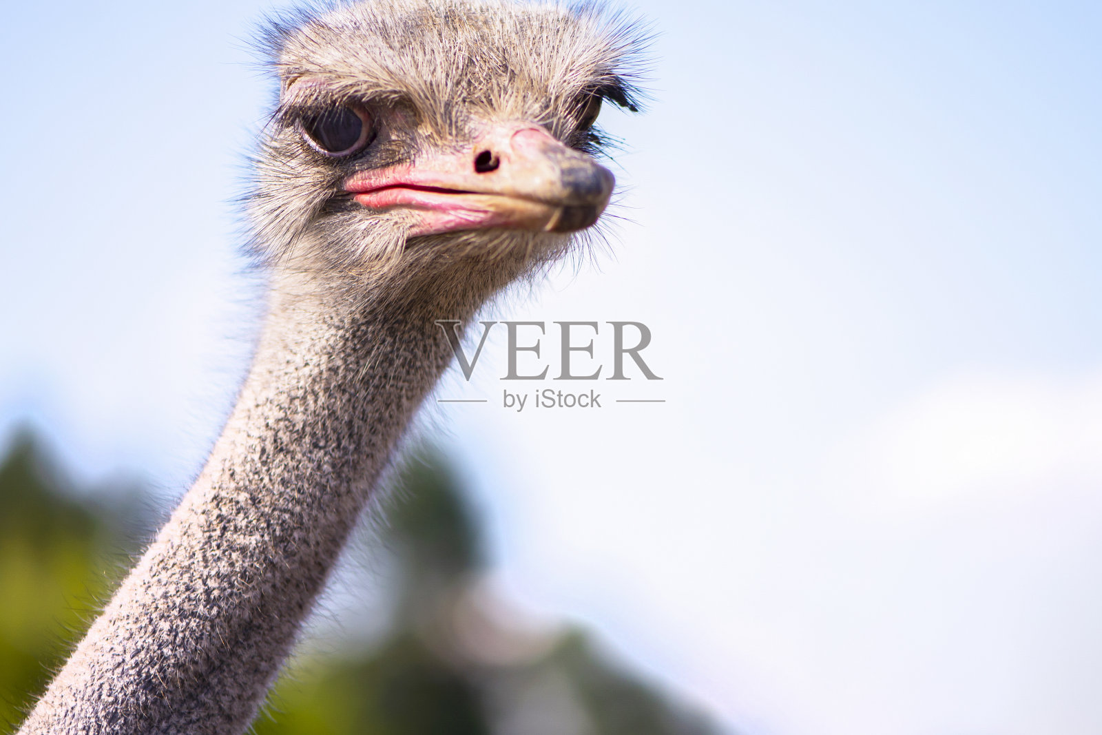 有趣的鸵鸟在一个村庄的农场在夏天照片摄影图片