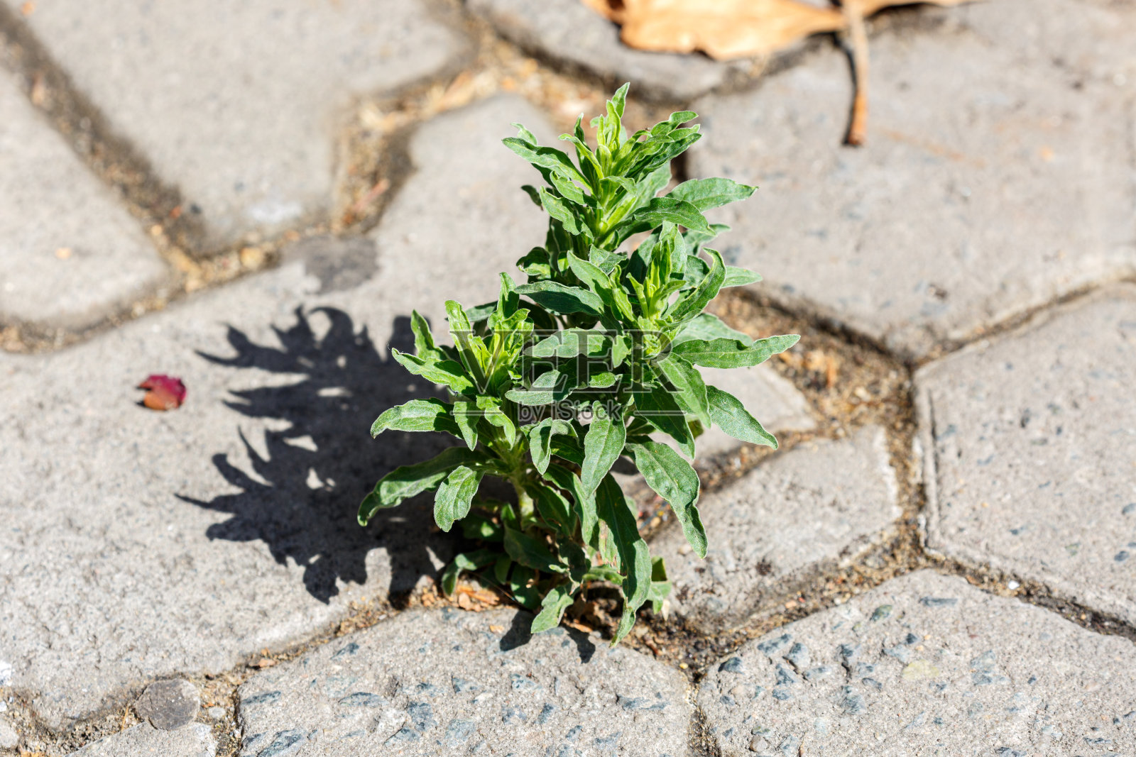 街道瓦片之间的绿色植物照片摄影图片