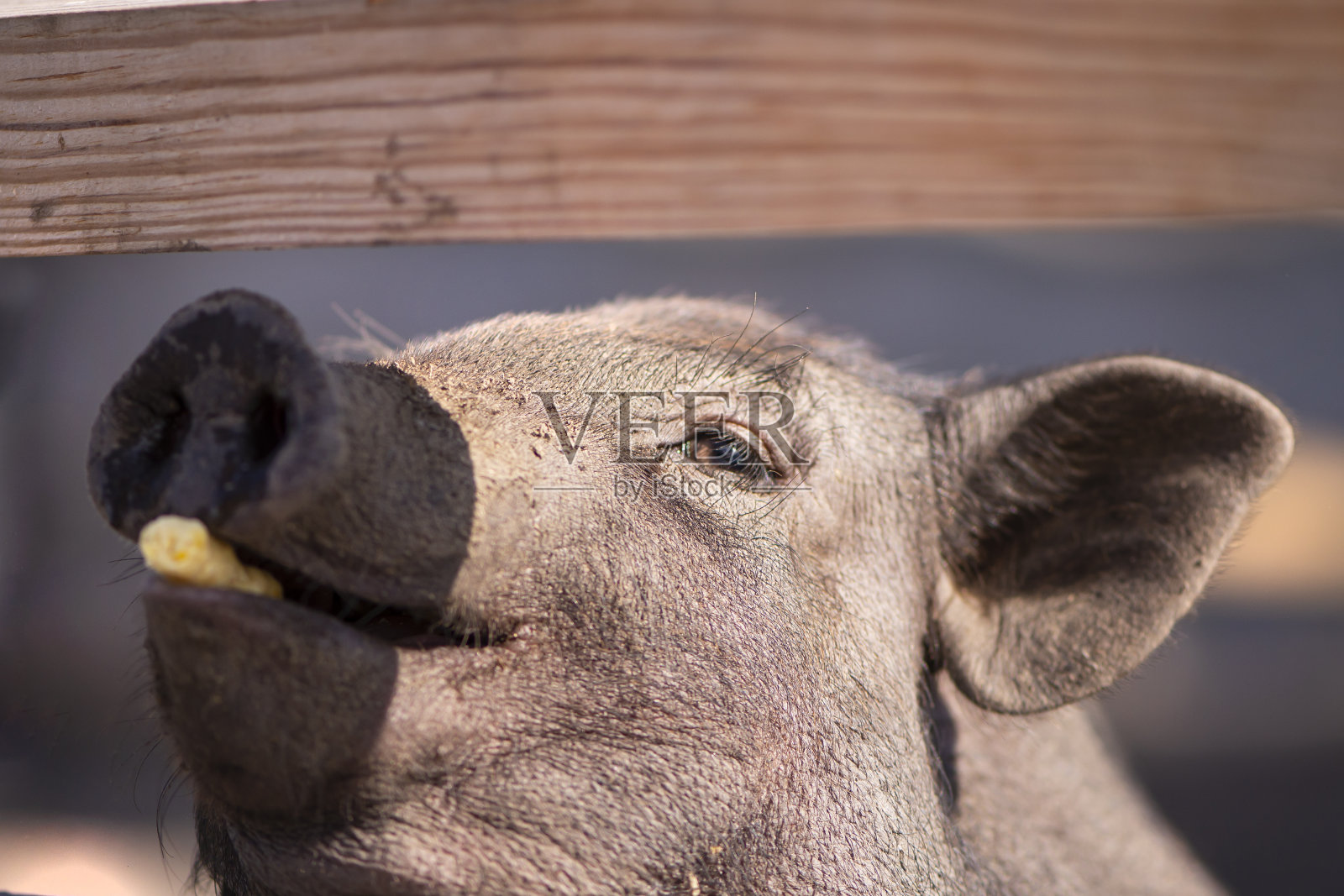 夏天在一个村庄的农场里的有趣的猪照片摄影图片