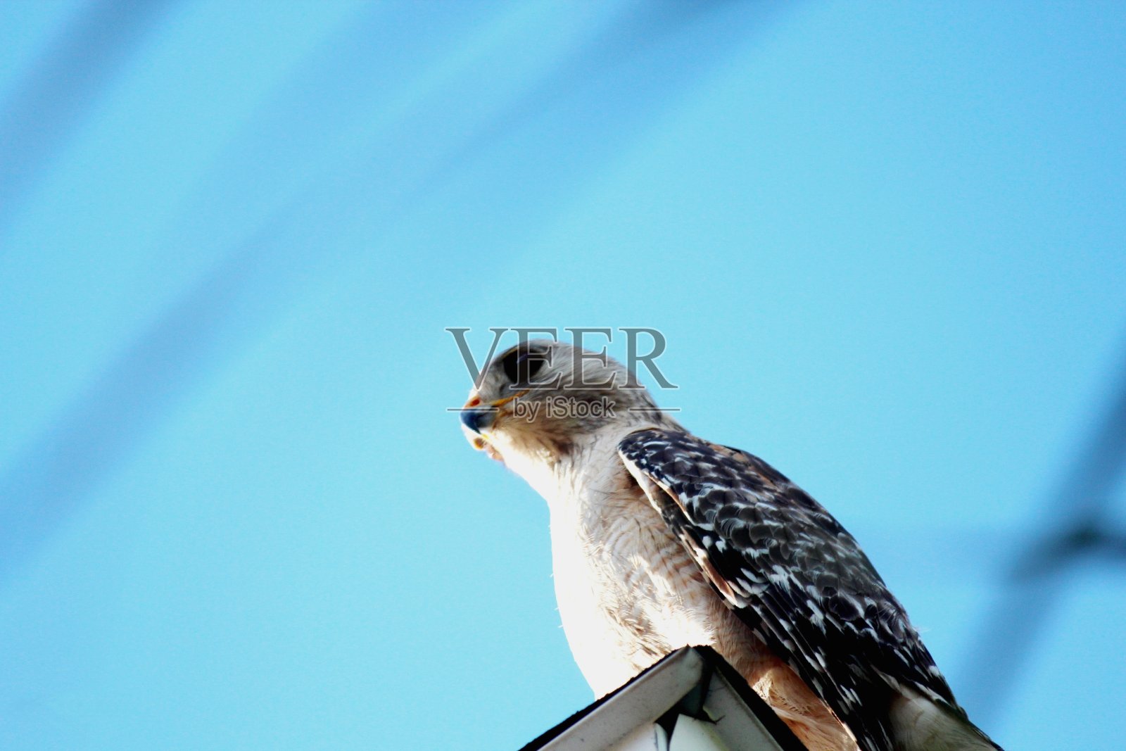 鹰鸟照片摄影图片
