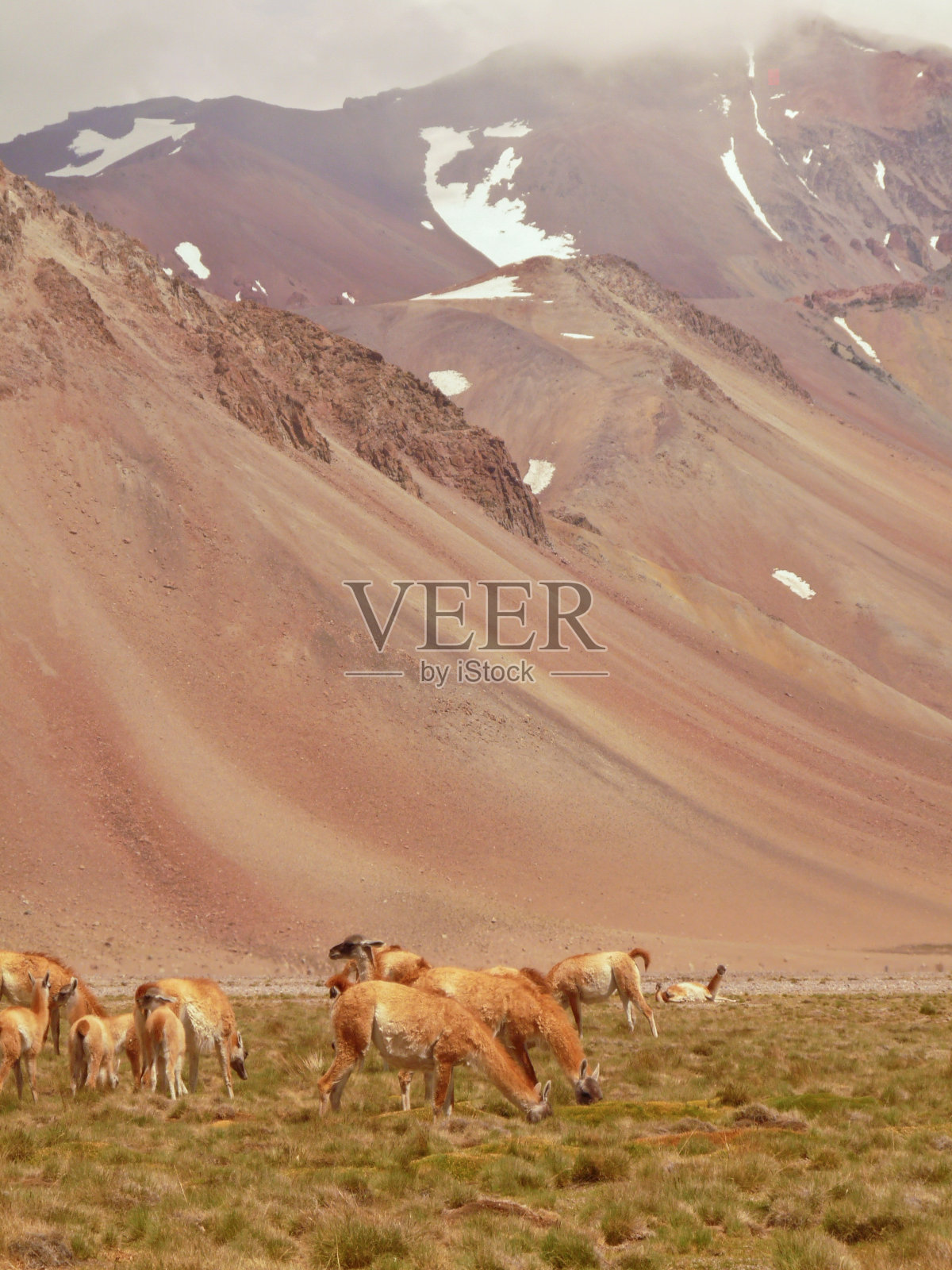 山里的美洲驼照片摄影图片