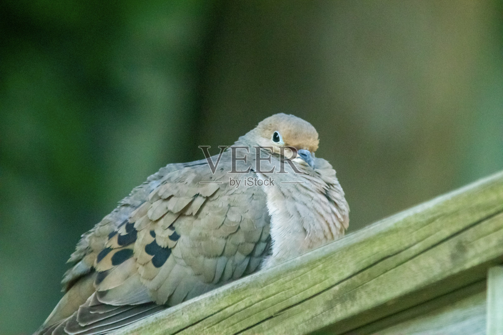 特写鸽子11照片摄影图片
