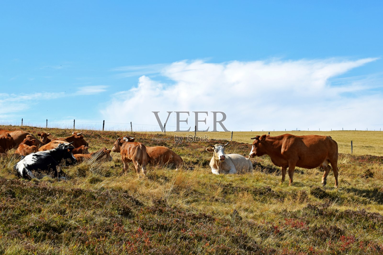 山牧场照片摄影图片