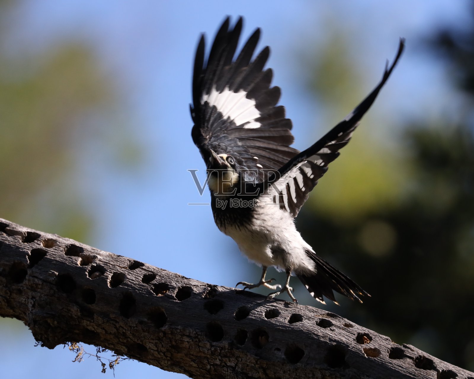 起飞!从树上起飞照片摄影图片