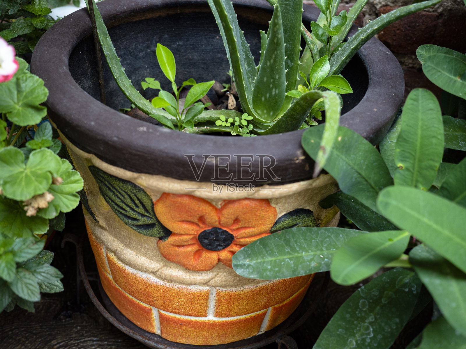 花园里有薄荷和芦荟。照片摄影图片