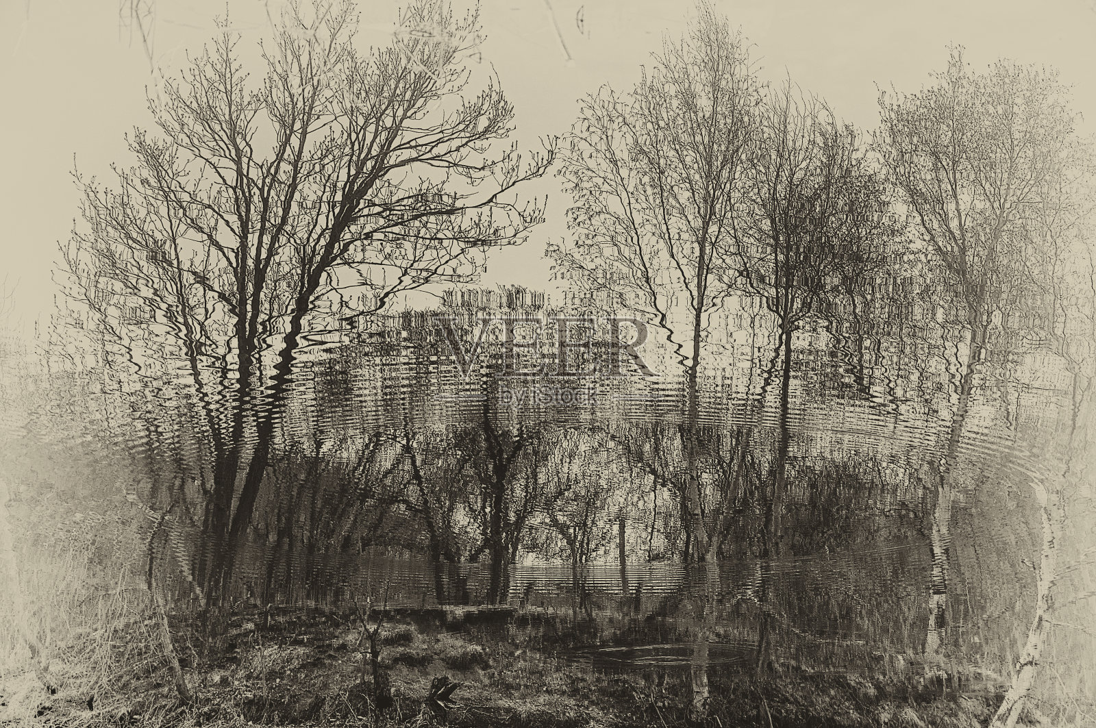 黑白照片的倒影树在水中的水下世界照片摄影图片