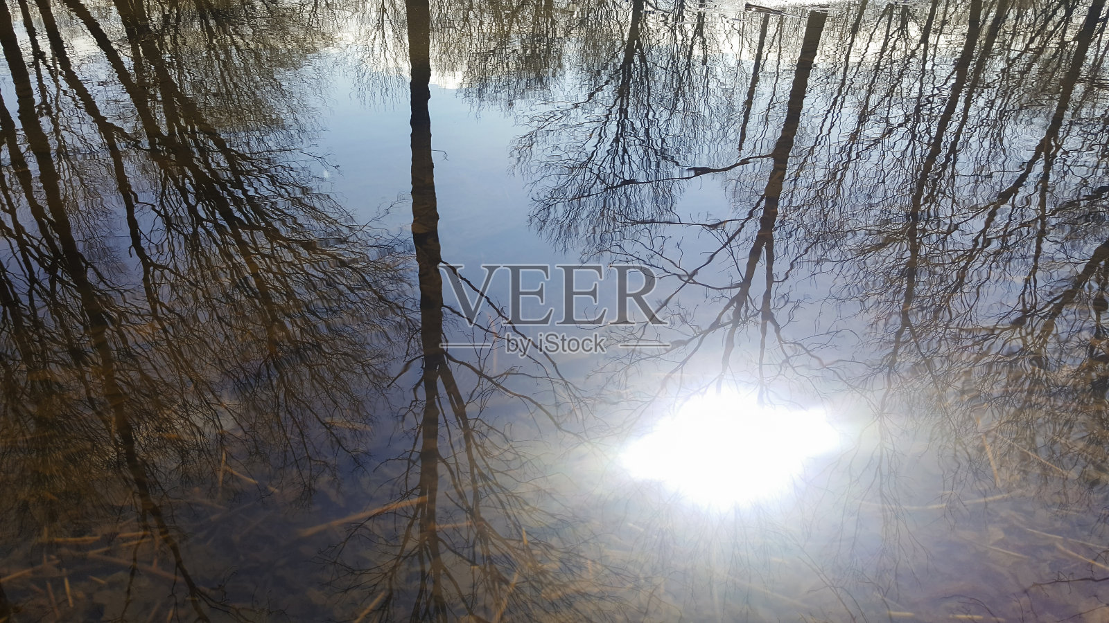 艺术照片的春天水坑在公园与反射的太阳和树木照片摄影图片