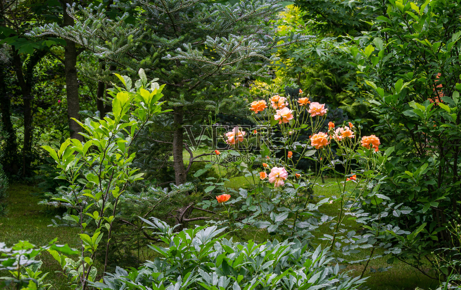 亮橙色美丽的玫瑰在美丽的景观花园韦斯特兰。有很多常青树。设计的抒情主题。鲜花玫瑰景观，新鲜壁纸，自然背景概念照片摄影图片