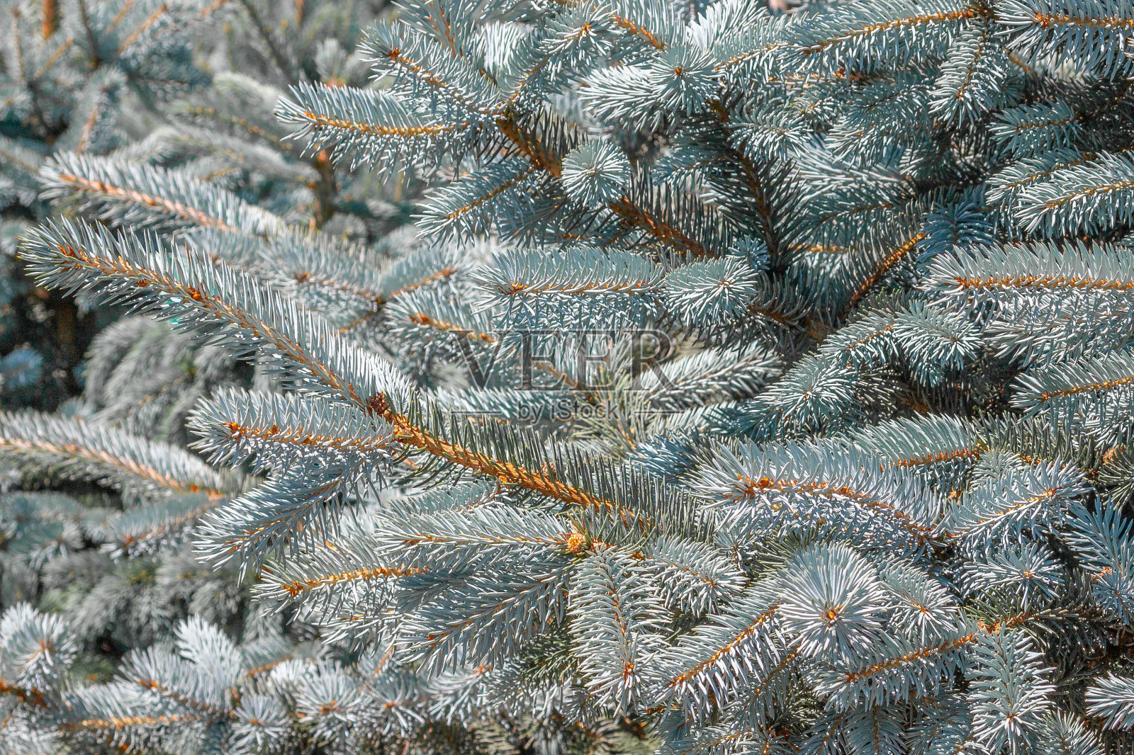 蓝色云杉枝的背景蓝色云杉枝和明亮的针的背景照片摄影图片