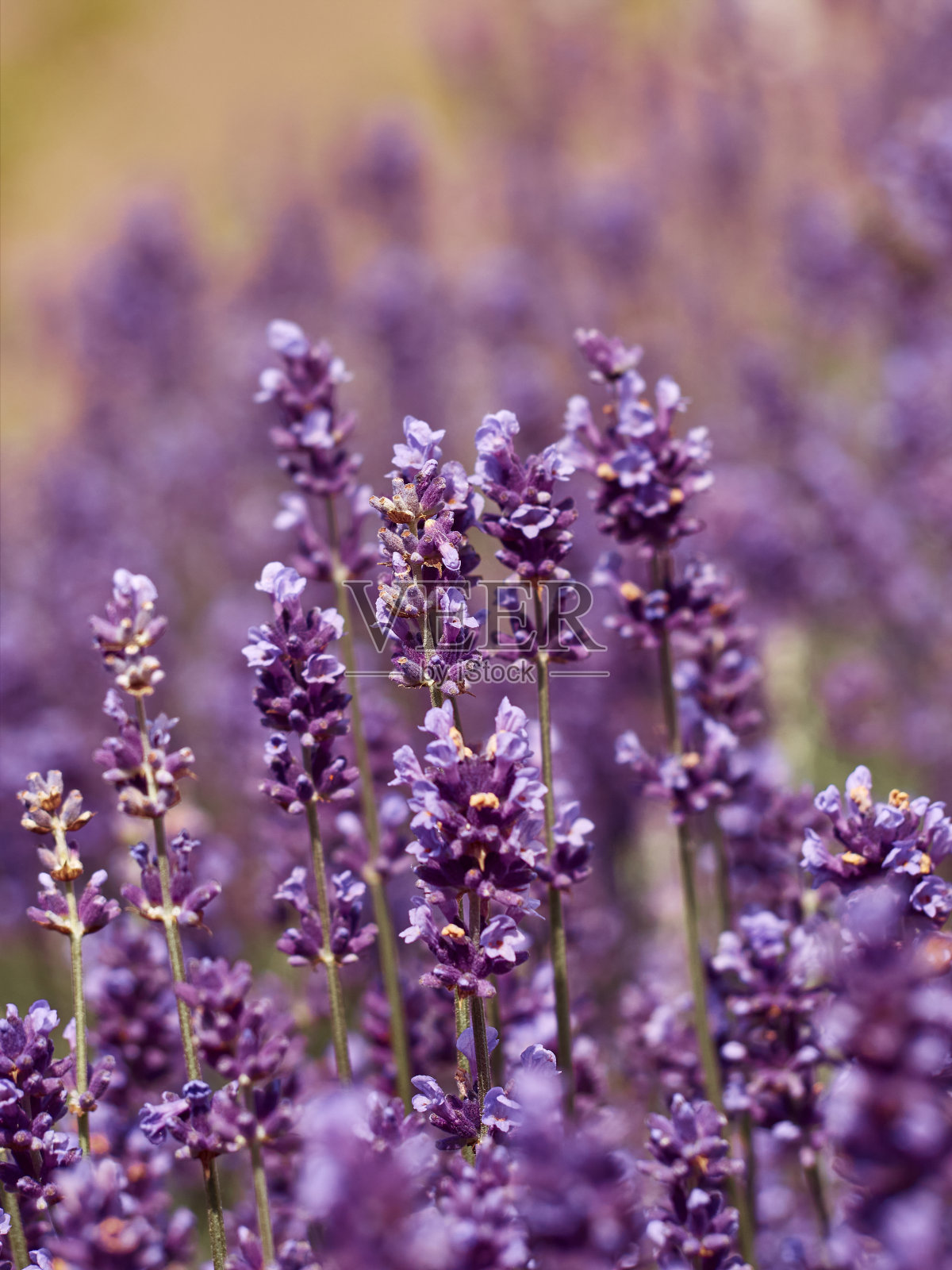 花园里的薰衣草花。照片摄影图片
