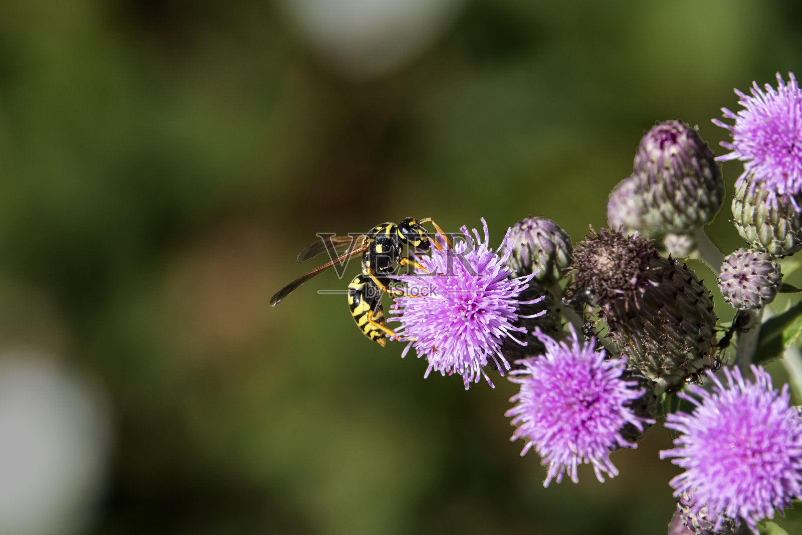 野花和游客照片摄影图片