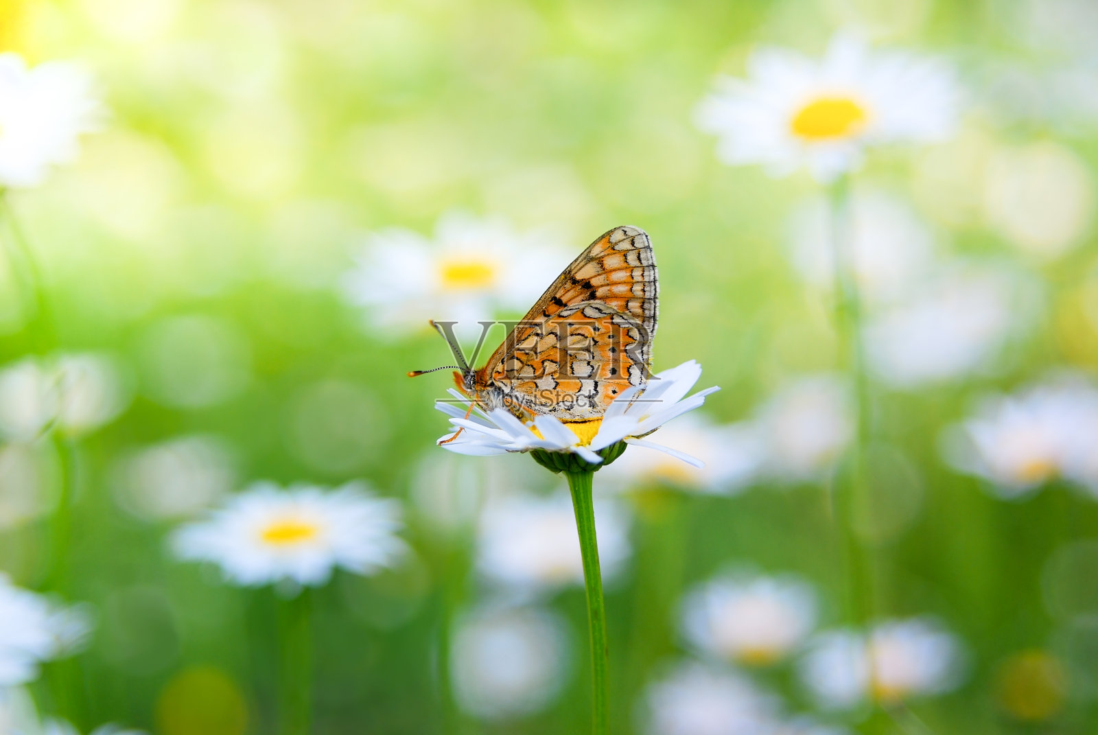 雏菊花上美丽的黄色蝴蝶照片摄影图片