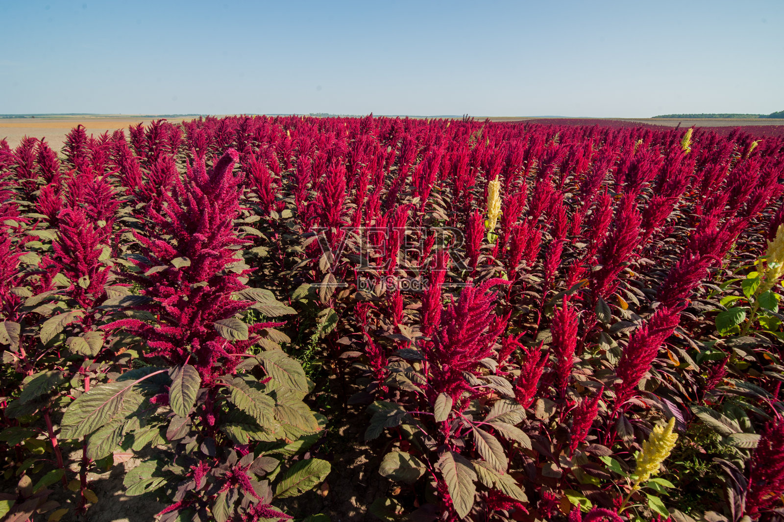 苋属大田植物，景观以云天为主照片摄影图片
