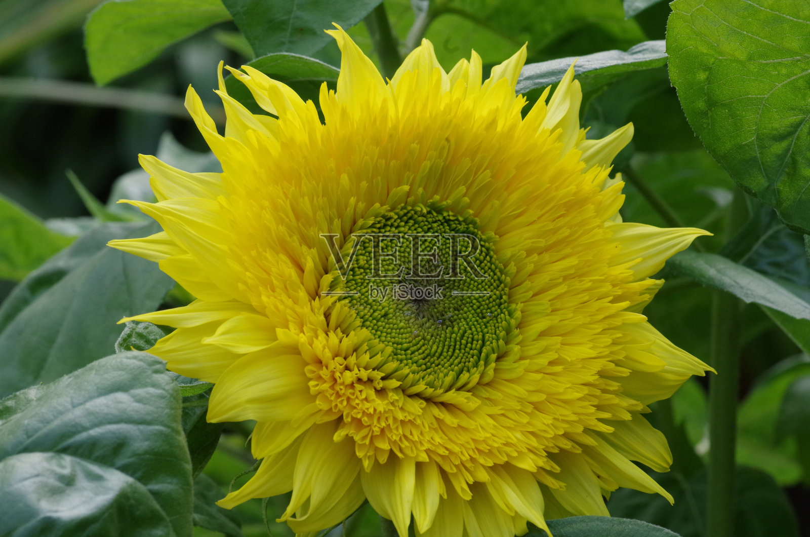 常见的向日葵照片摄影图片