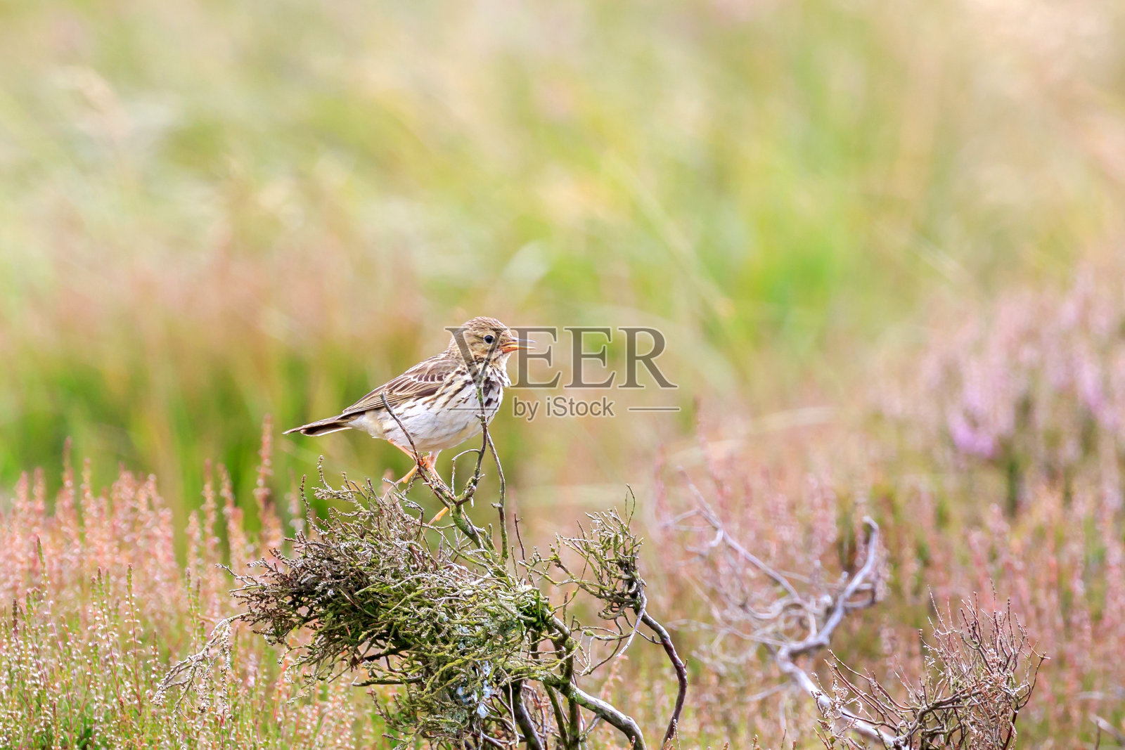 裙子Pipet照片摄影图片