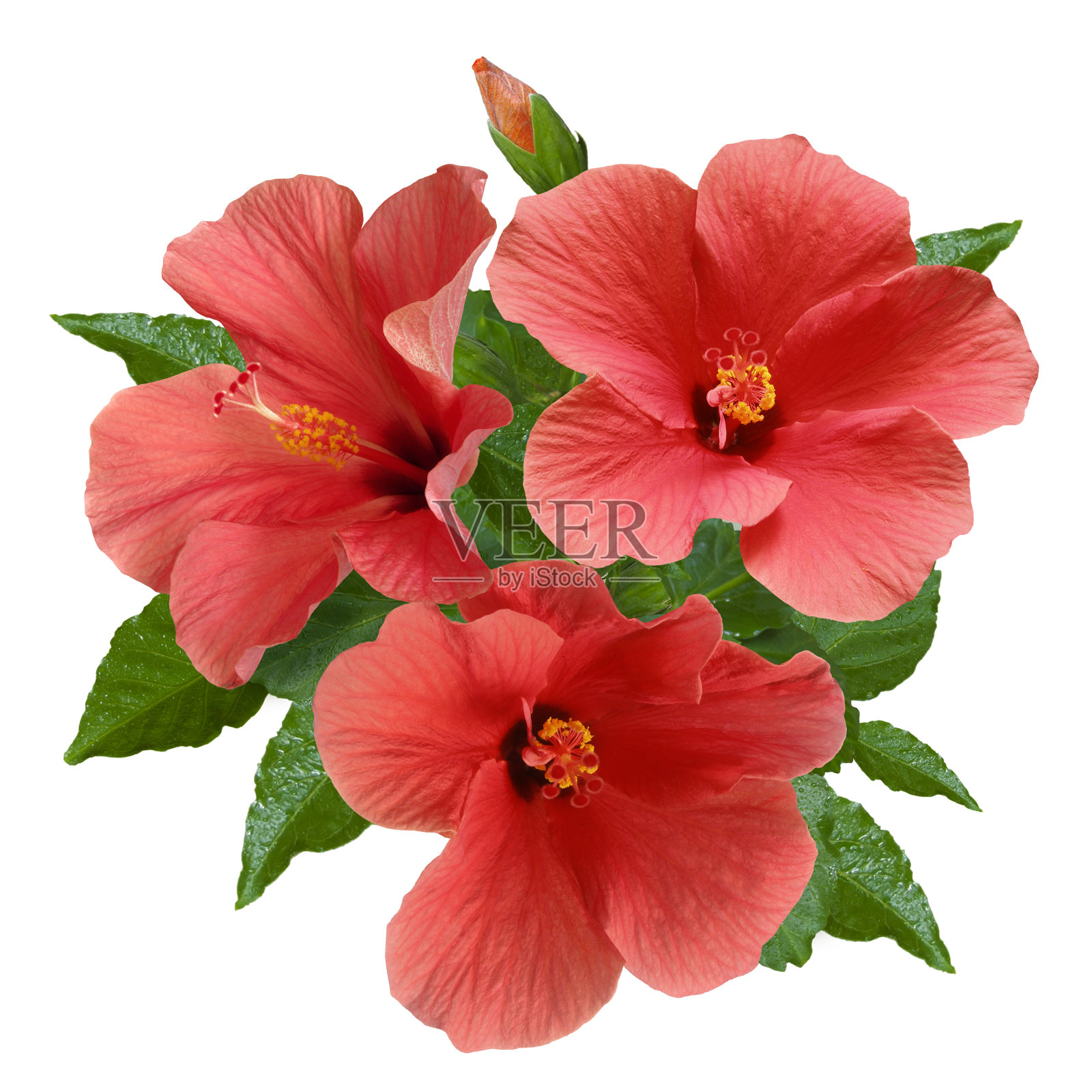 粉红色的木槿花和花蕾照片摄影图片