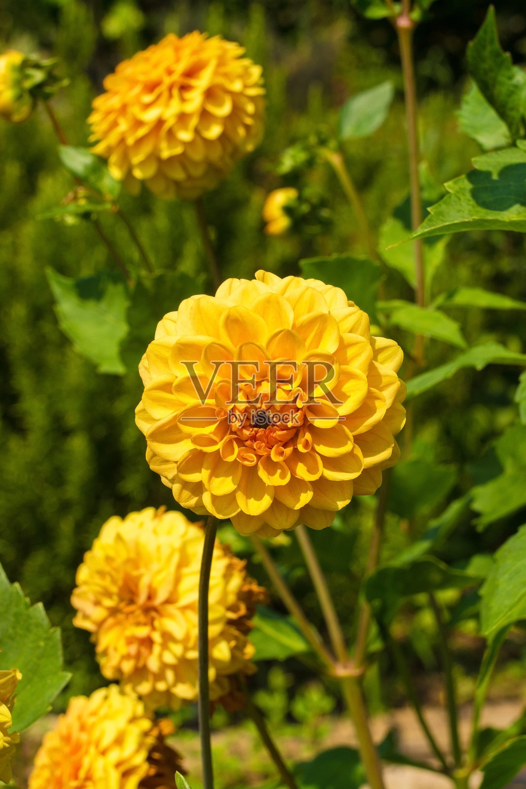 黄色花球，花球大丽花照片摄影图片