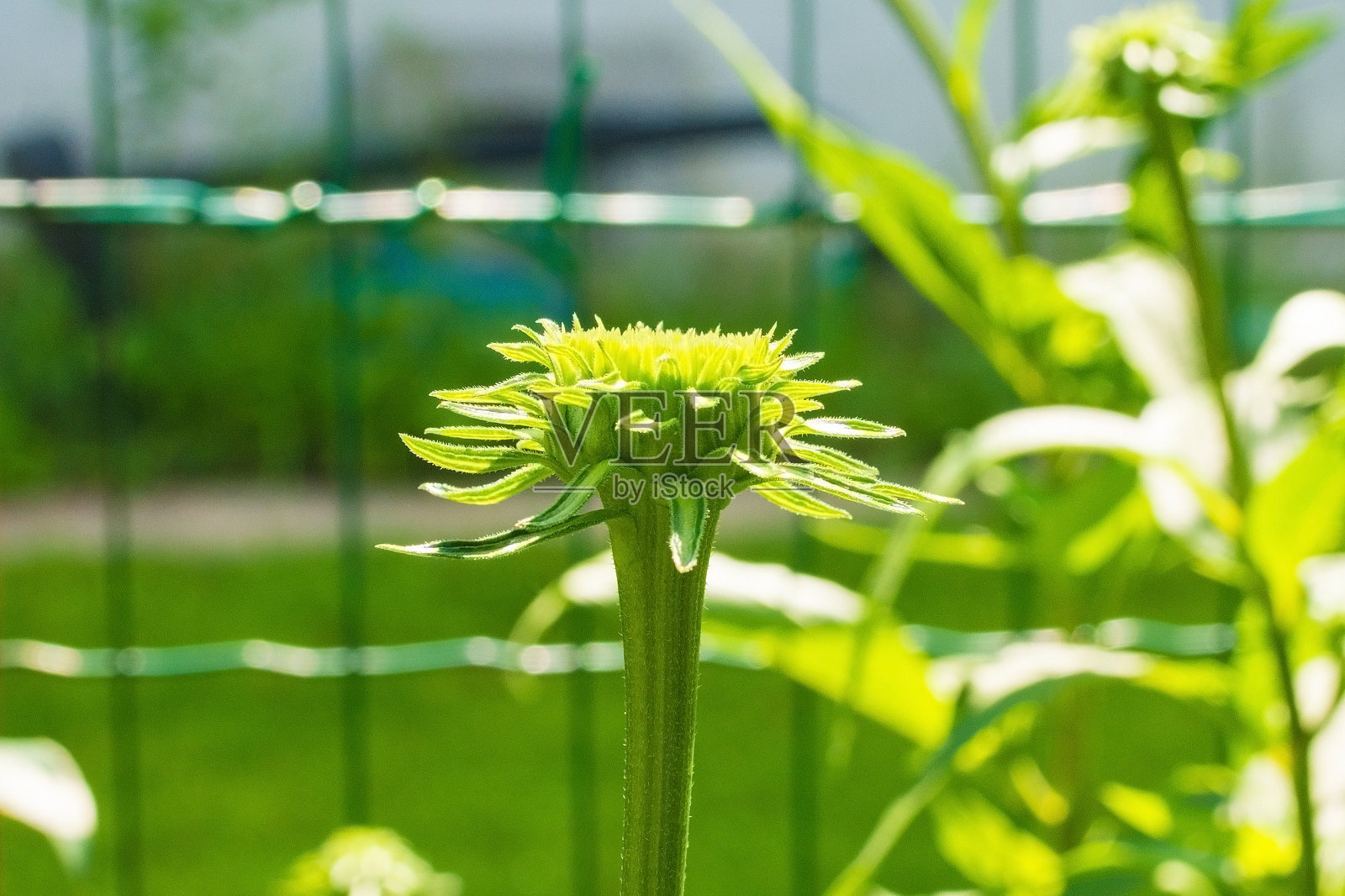紫锥菊紫竹芽照片摄影图片