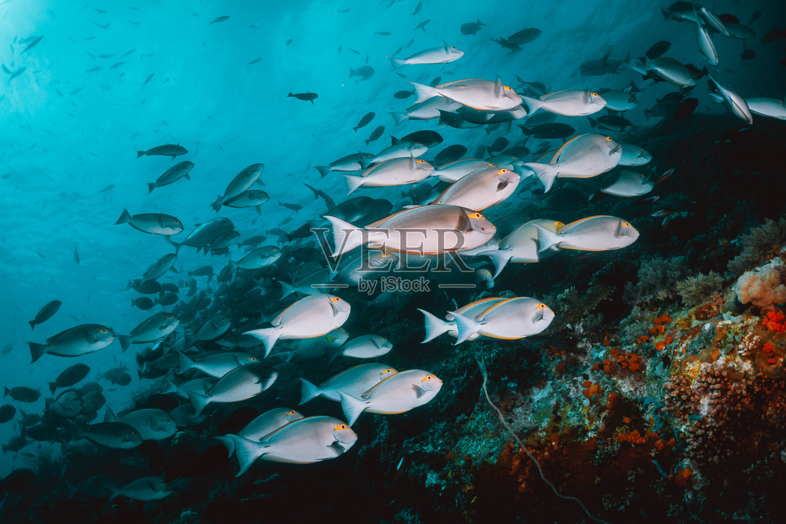 水下热带珊瑚礁鱼游泳周围彩色珊瑚礁形成在清澈的蓝色水照片摄影图片