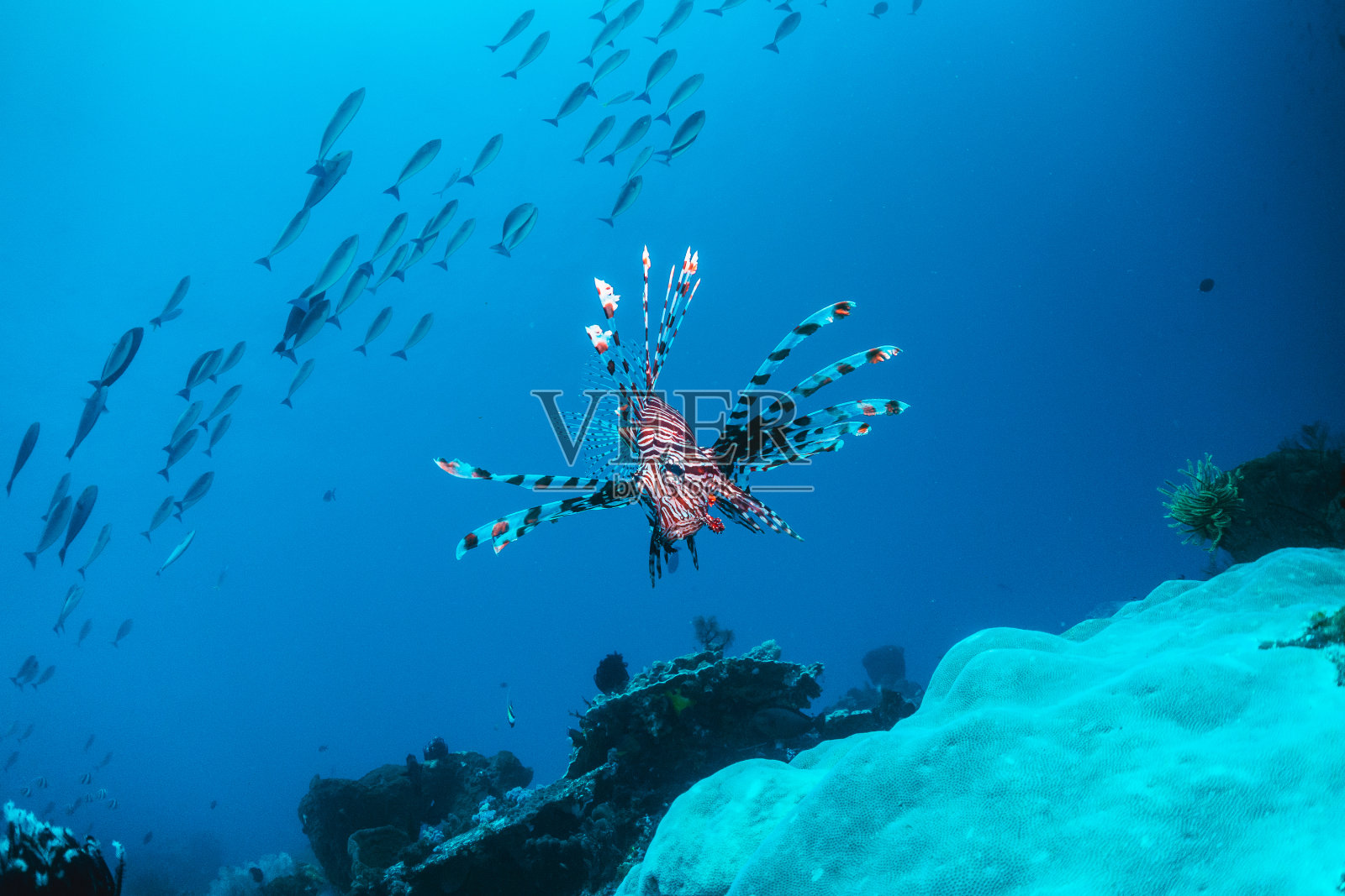 水下礁石场景，狮子鱼游泳周围彩色珊瑚礁形成在清澈的蓝色水照片摄影图片