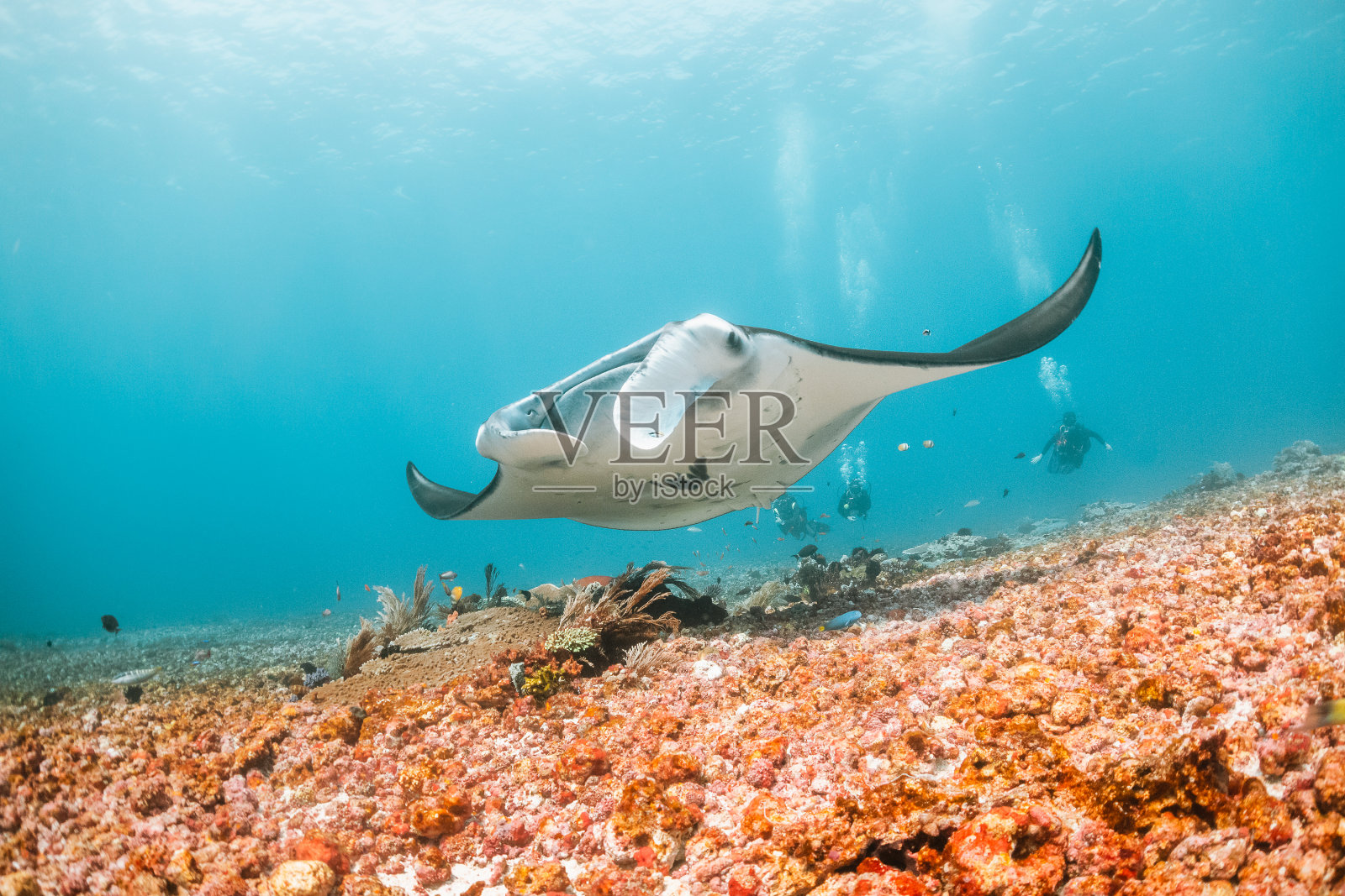 蝠鲼在晶莹剔透的海水中畅游，周围是色彩斑斓的珊瑚礁照片摄影图片