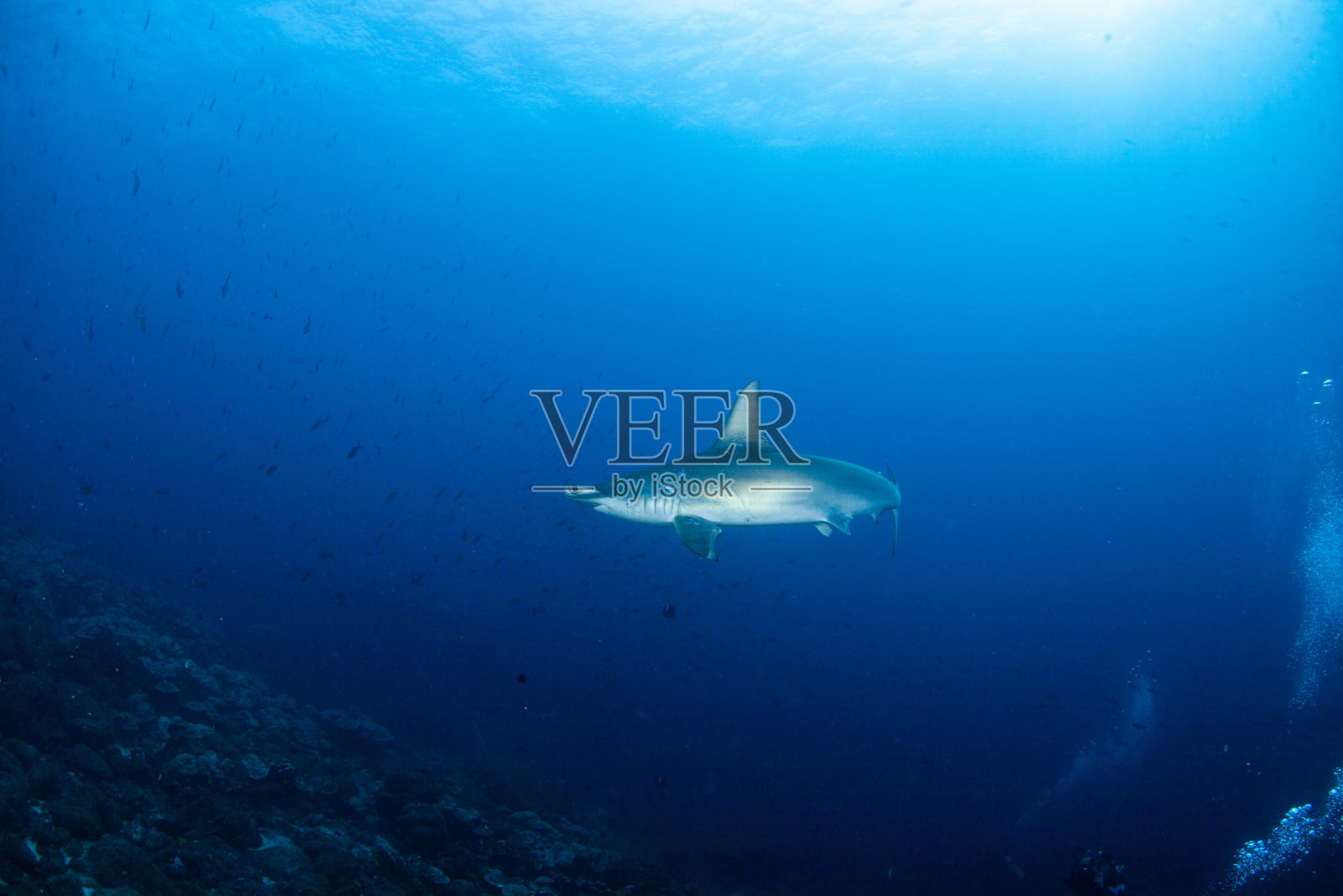 锤头鲨，礁鲨，护士鲨，白鲨照片摄影图片