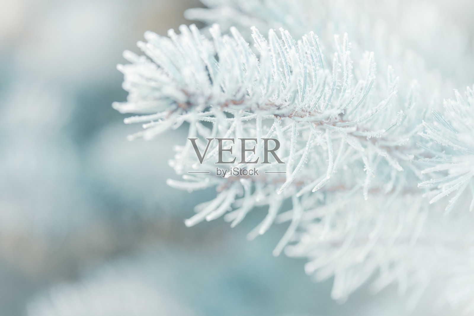 圣诞树的树枝上结了霜照片摄影图片