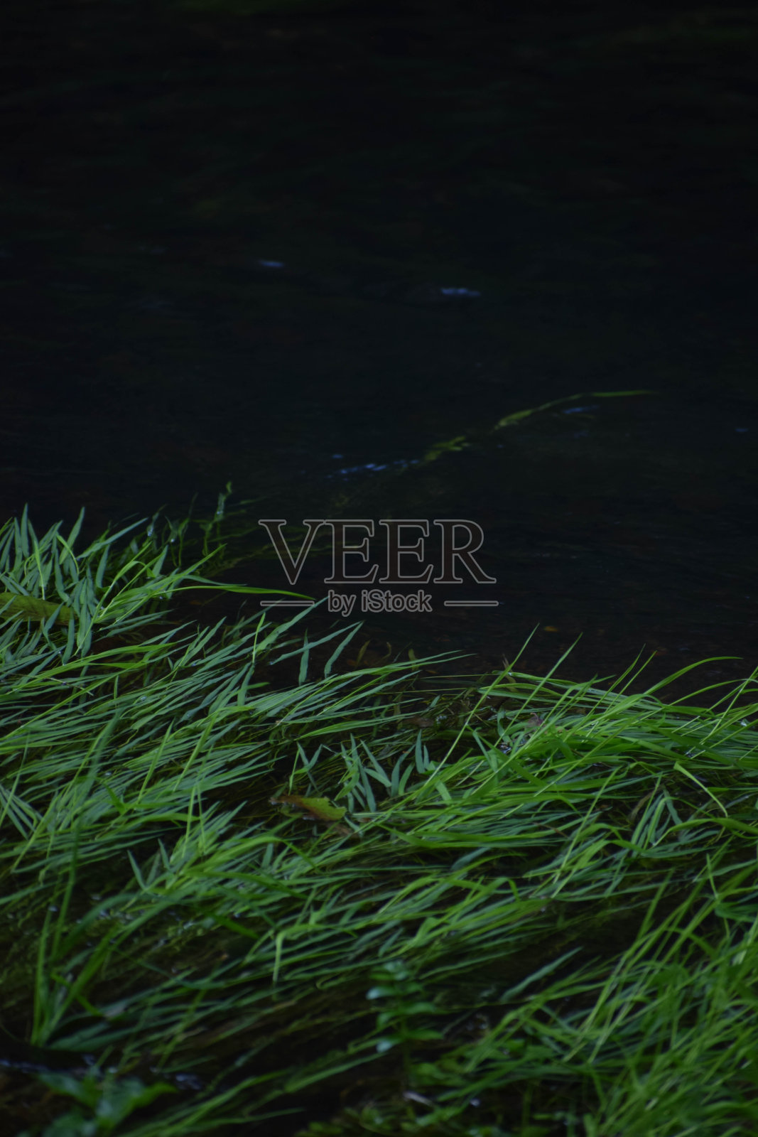 河藻草照片摄影图片