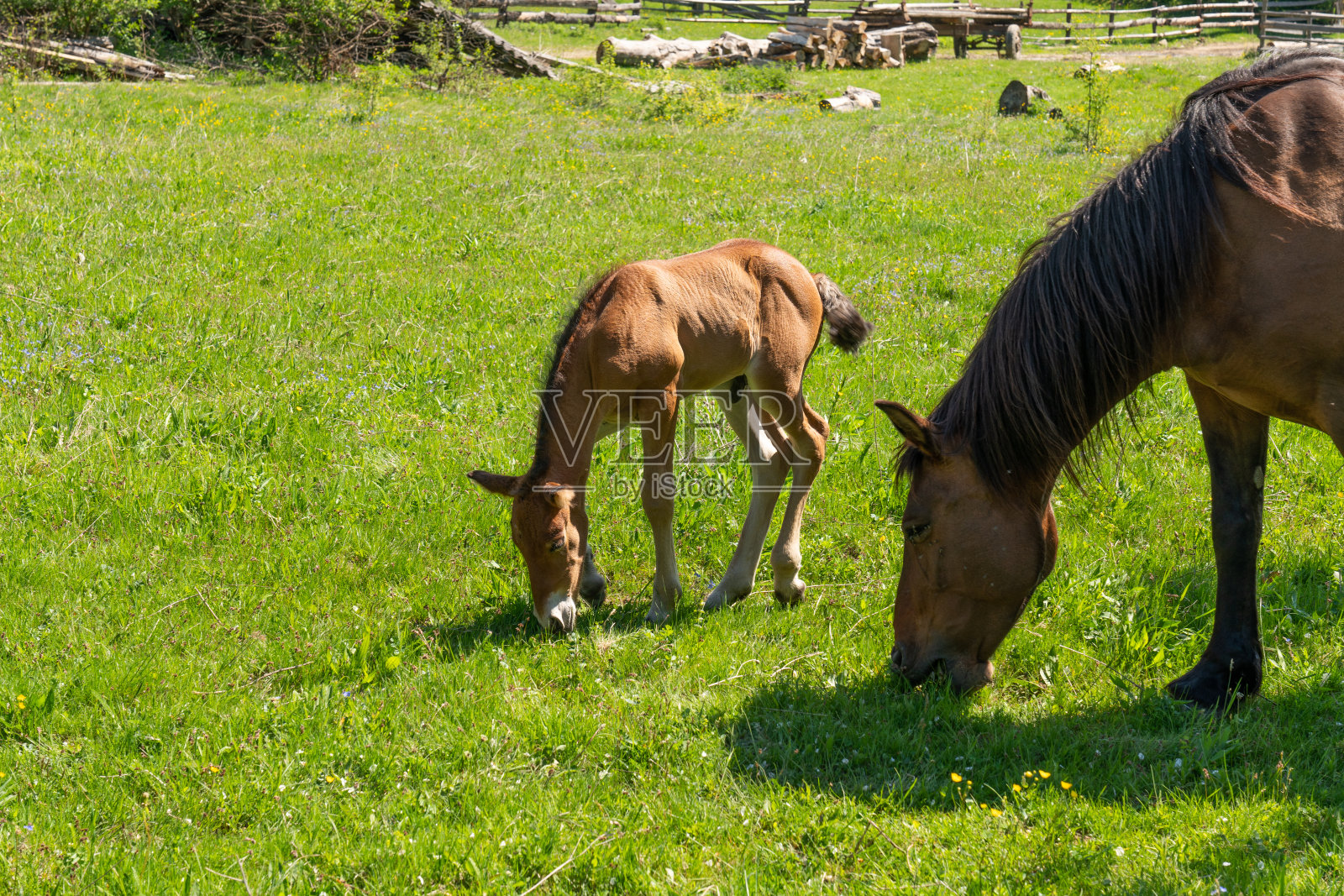 在一个阳光明媚的日子里，两匹马，一匹栗子和一匹栗子在牧场上吃草照片摄影图片