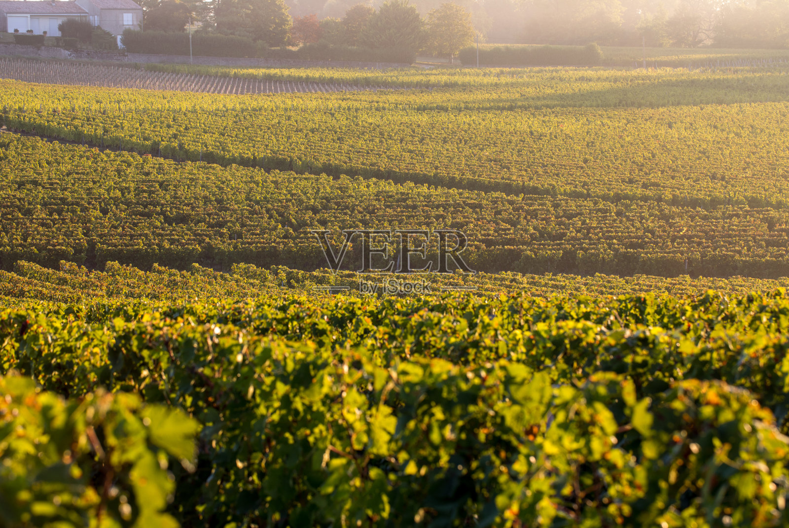 清晨的阳光在圣爱美浓附近的圣乔治蒙塔尼葡萄园，吉隆，法国照片摄影图片