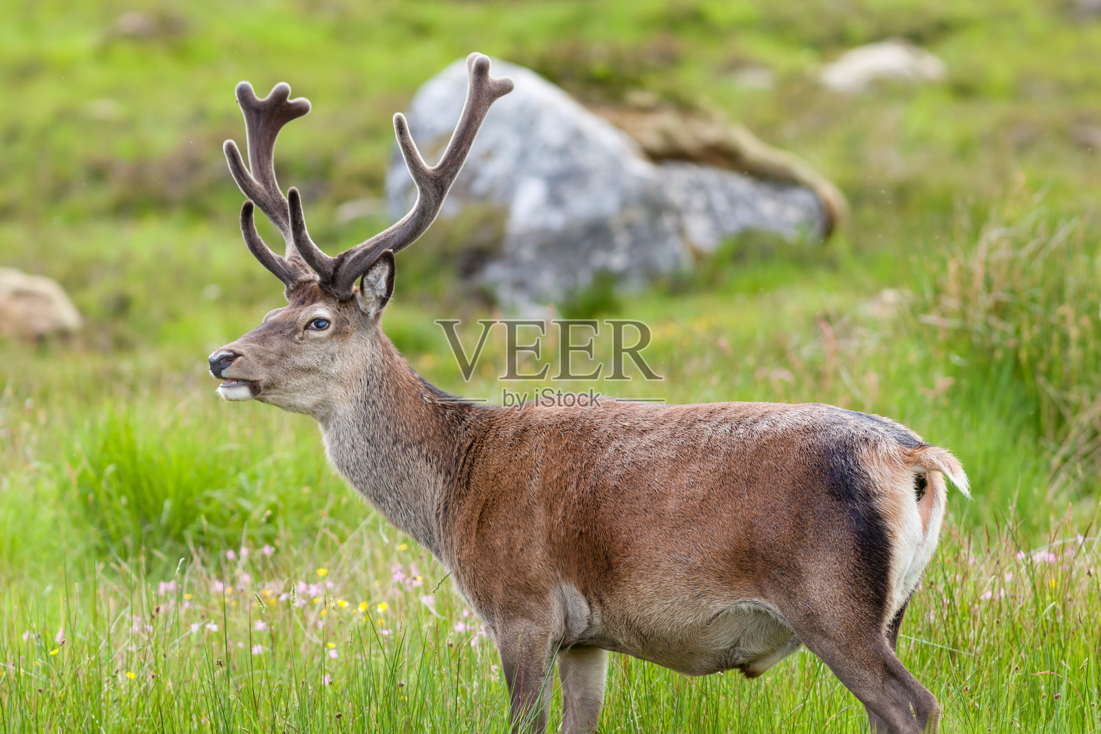 红鹿鹿照片摄影图片